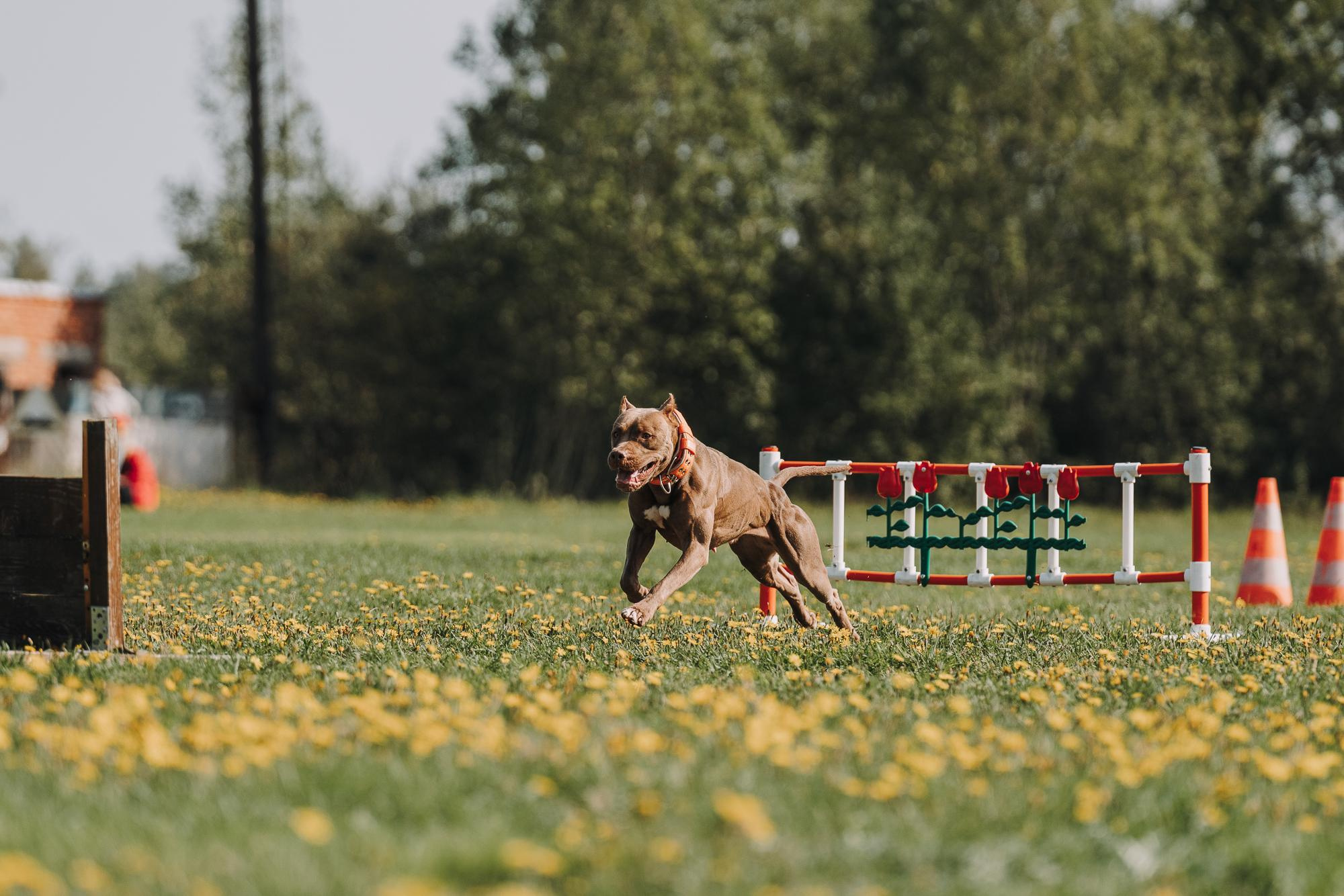 День пита и стаффа. Фотограф анималист Осипчикова Мария