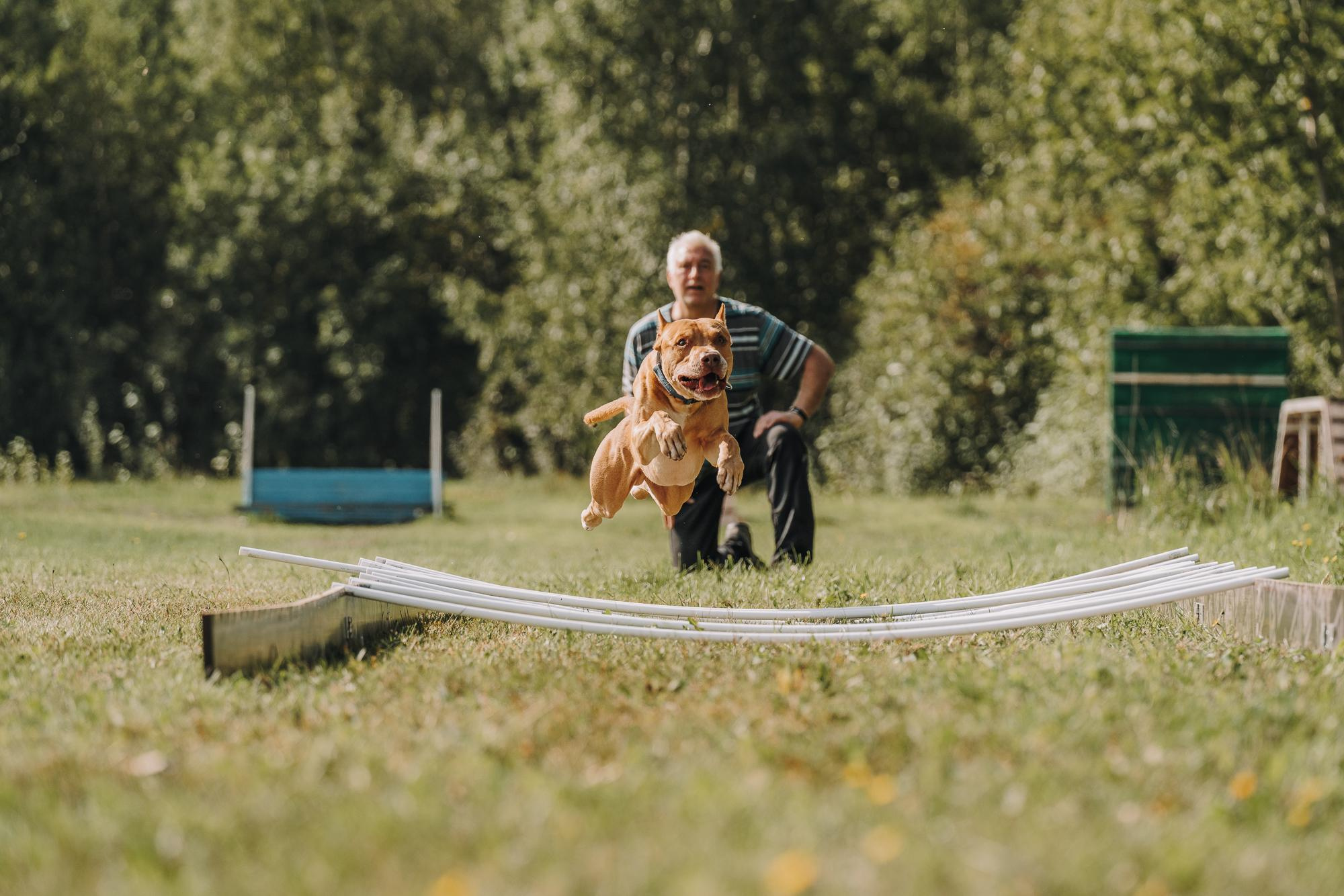 День пита и стаффа. Фотограф анималист Осипчикова Мария