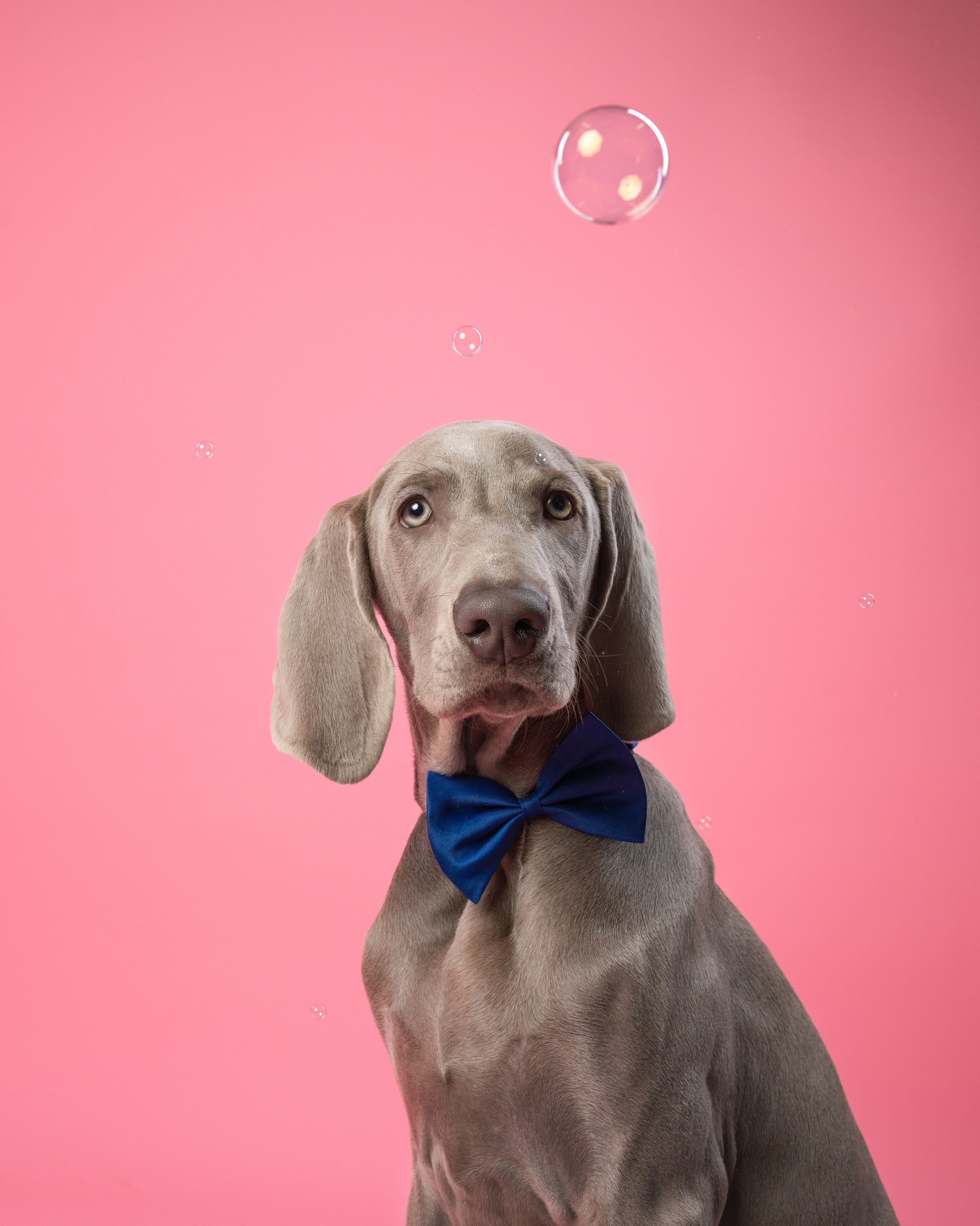 Веймаранер Элай. Фотограф анималист Осипчикова Мария