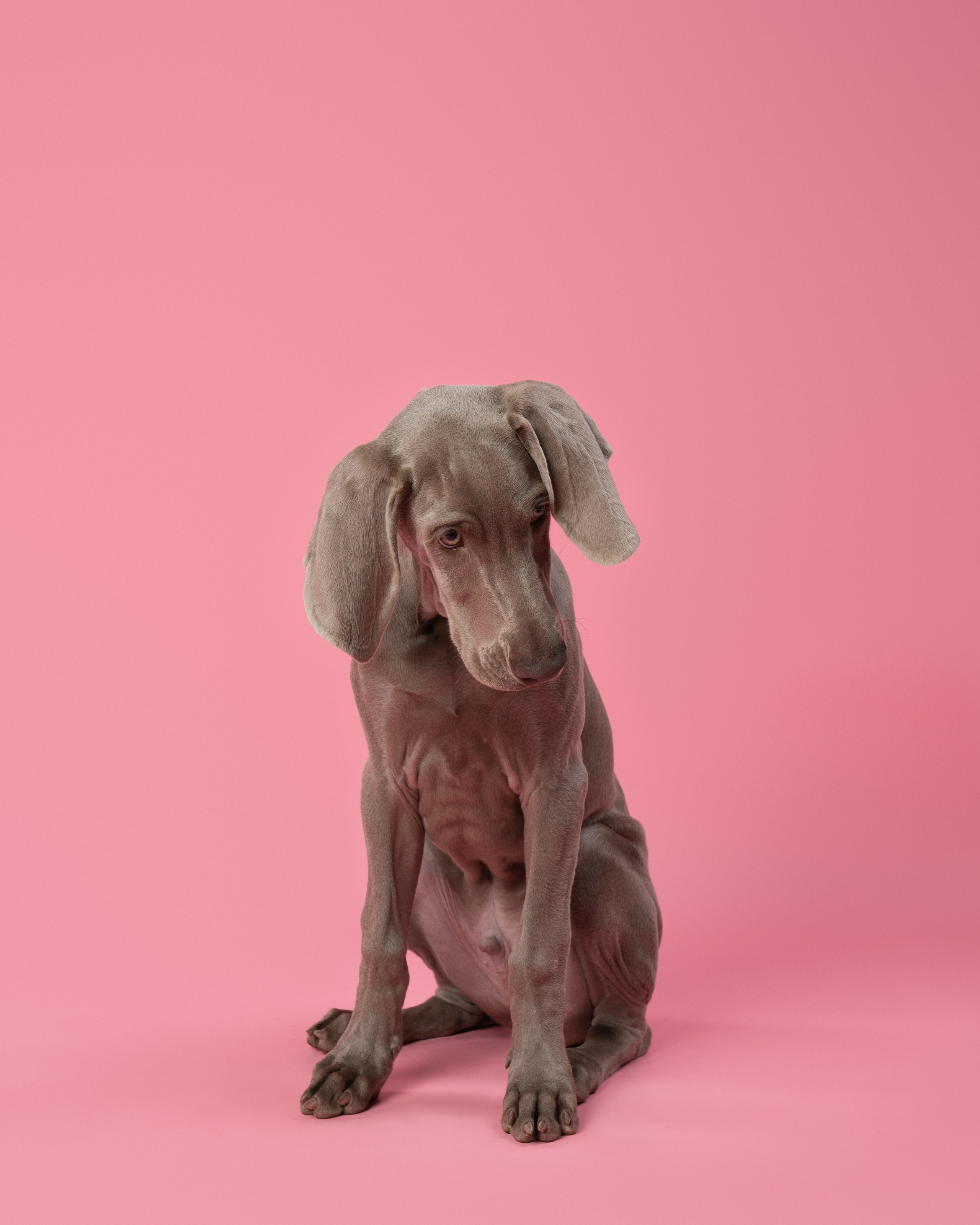 Веймаранер Элай. Фотограф анималист Осипчикова Мария