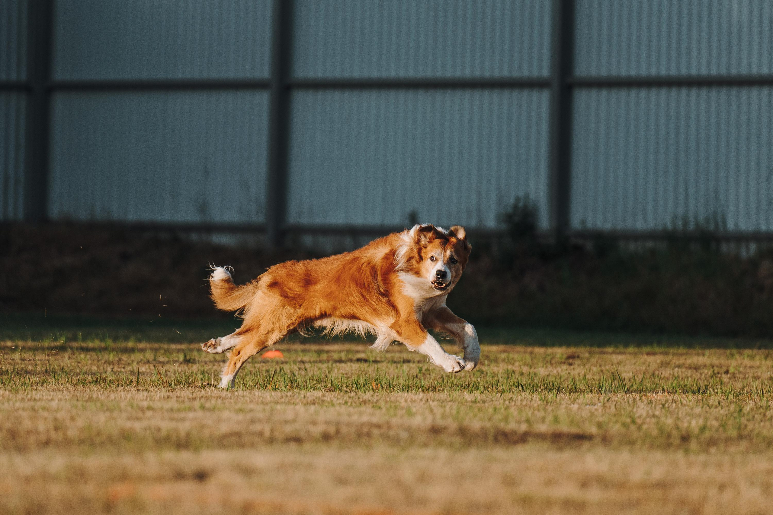 Фрисби игры UpDog. Фотограф анималист Осипчикова Мария