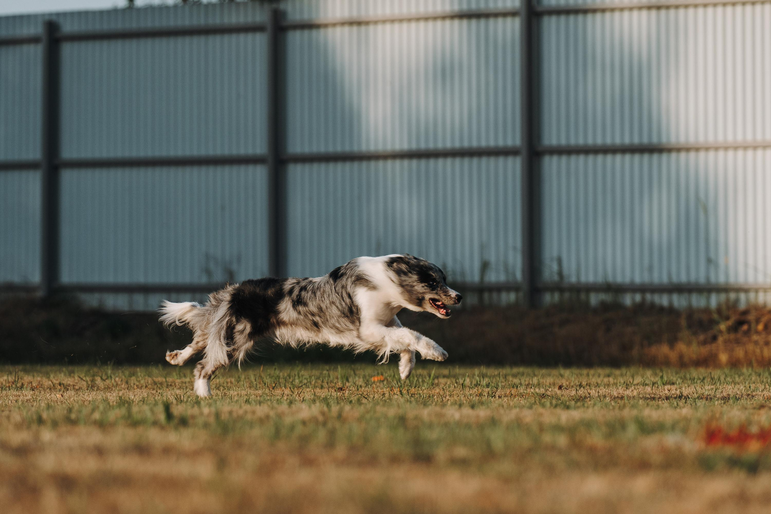 Фрисби игры UpDog. Фотограф анималист Осипчикова Мария