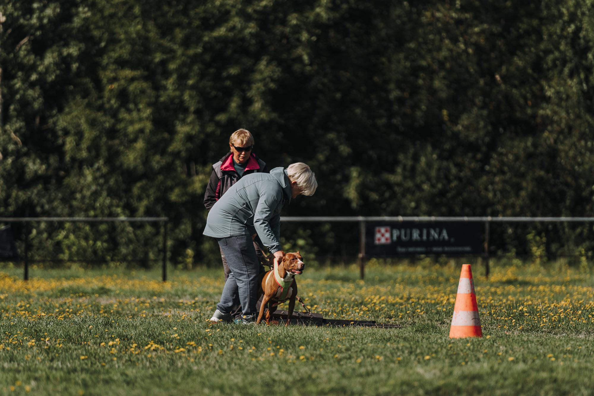 День пита и стаффа. Фотограф анималист Осипчикова Мария