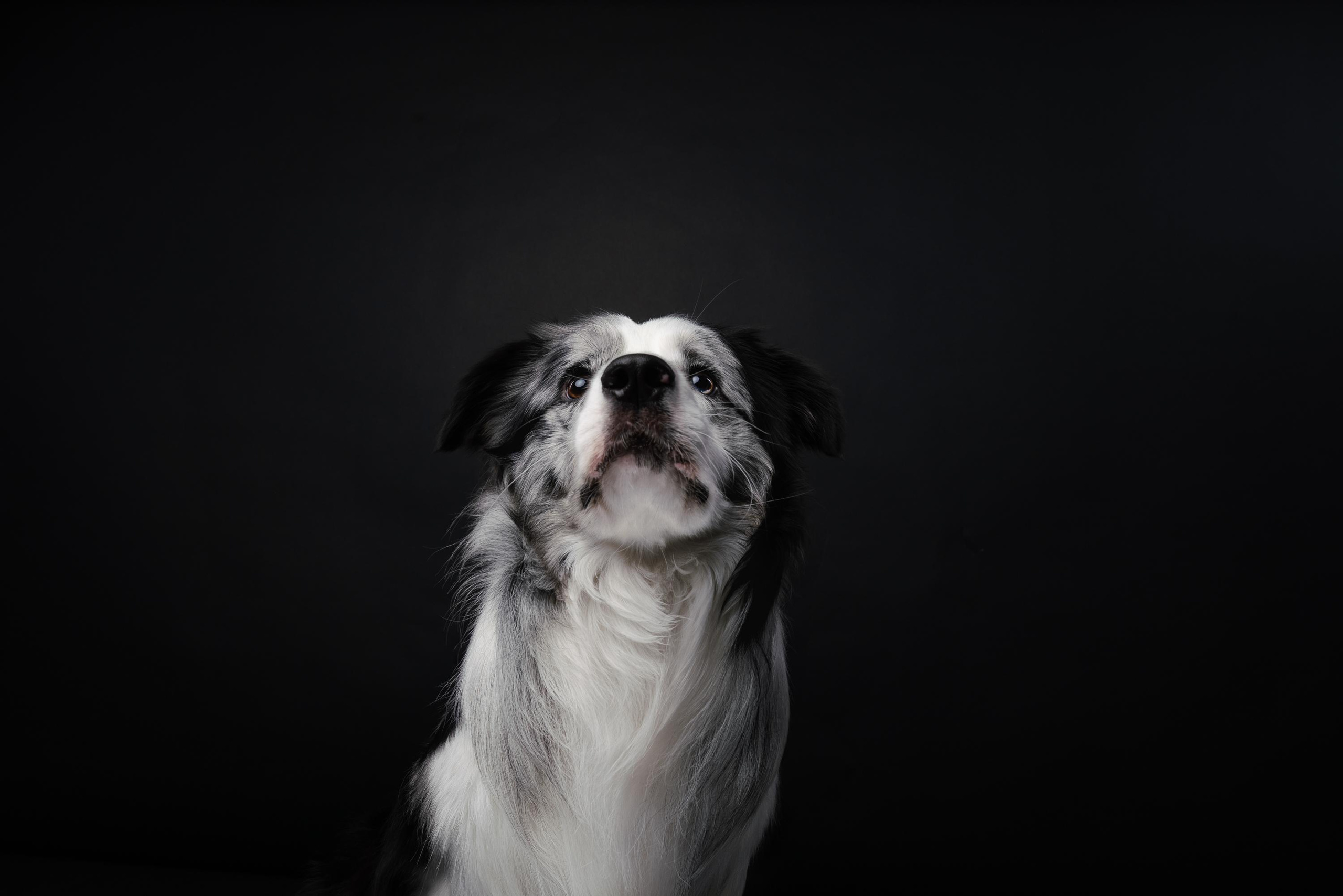 Аня и Гуччи. Фотограф анималист Осипчикова Мария