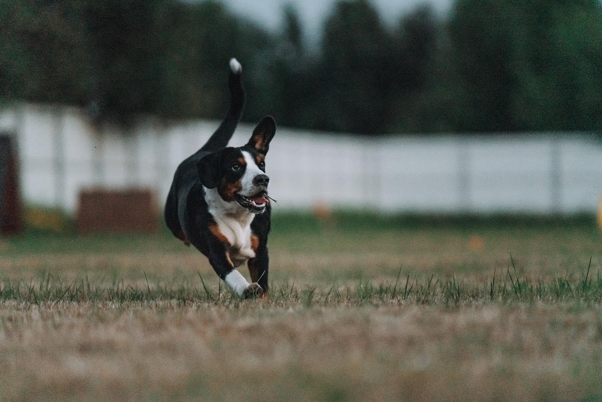 Фрисби игры UpDog. Фотограф анималист Осипчикова Мария