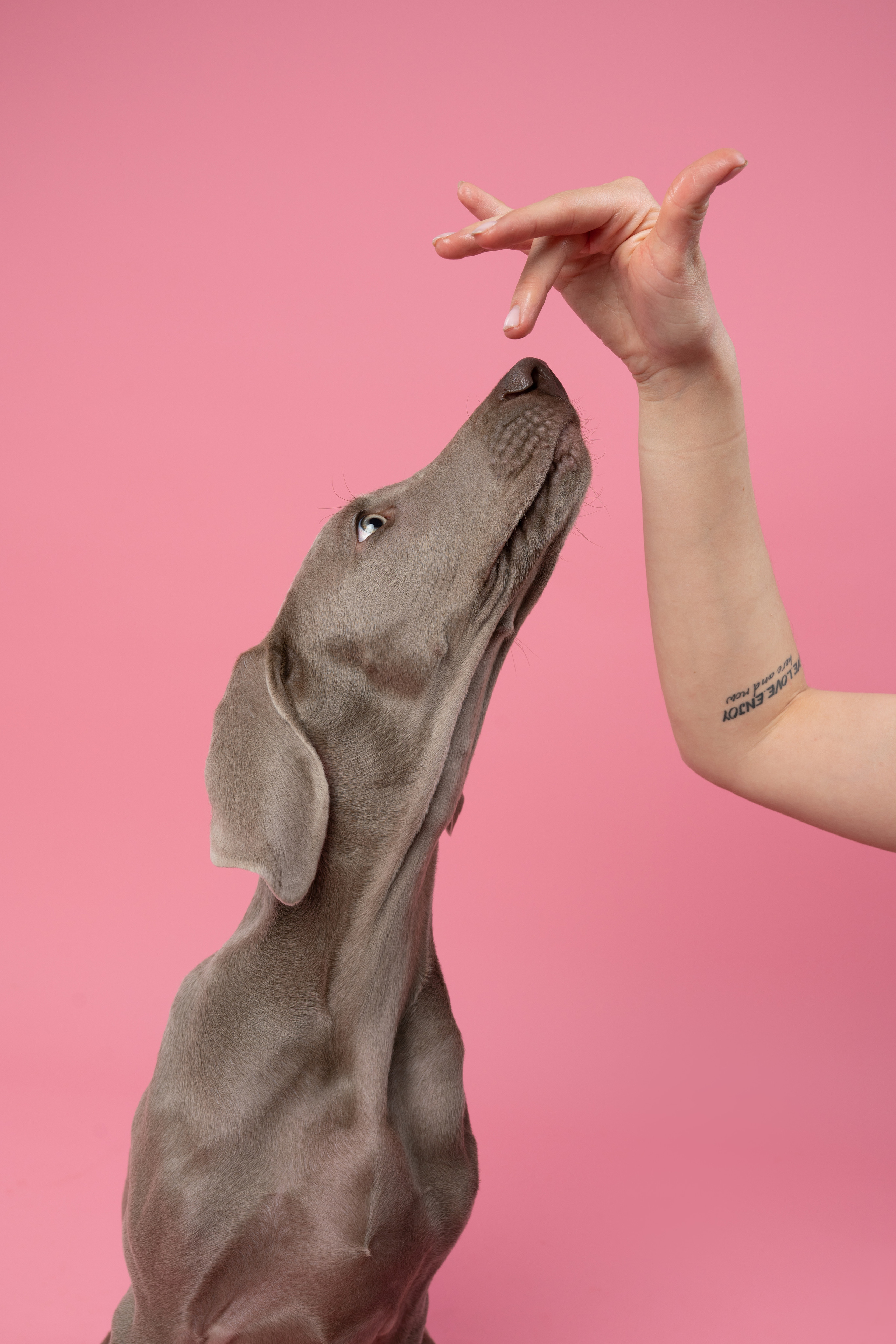 Веймаранер Элай. Фотограф анималист Осипчикова Мария