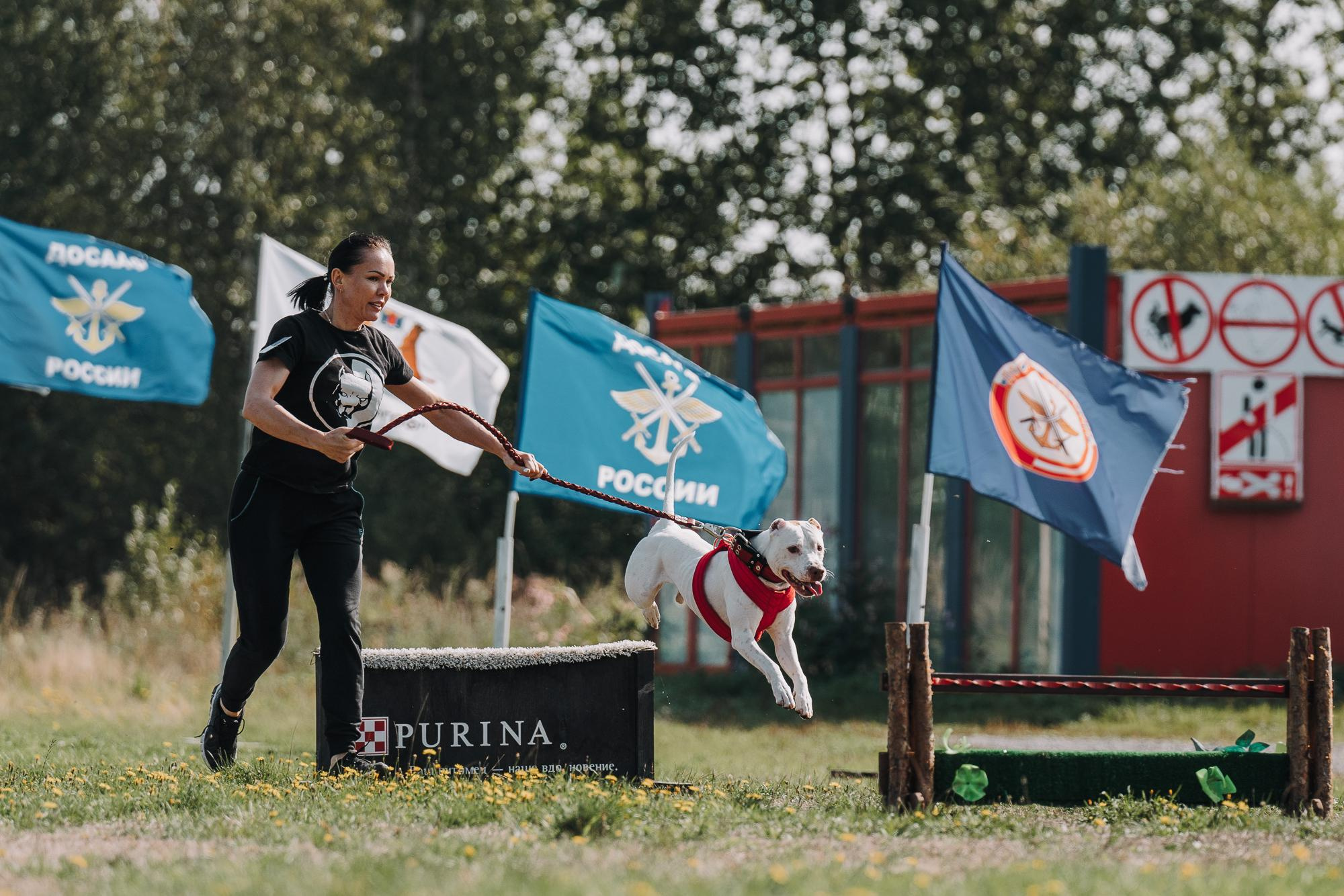 День пита и стаффа. Фотограф анималист Осипчикова Мария