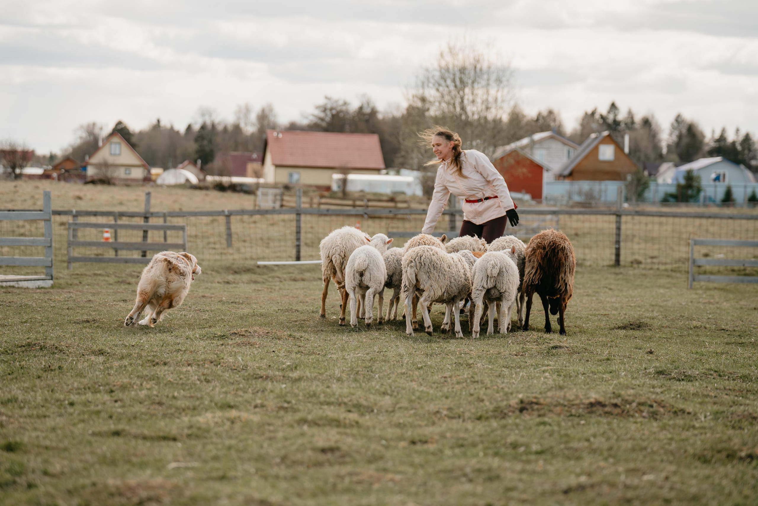 Пастушья служба. Фотограф анималист Осипчикова Мария