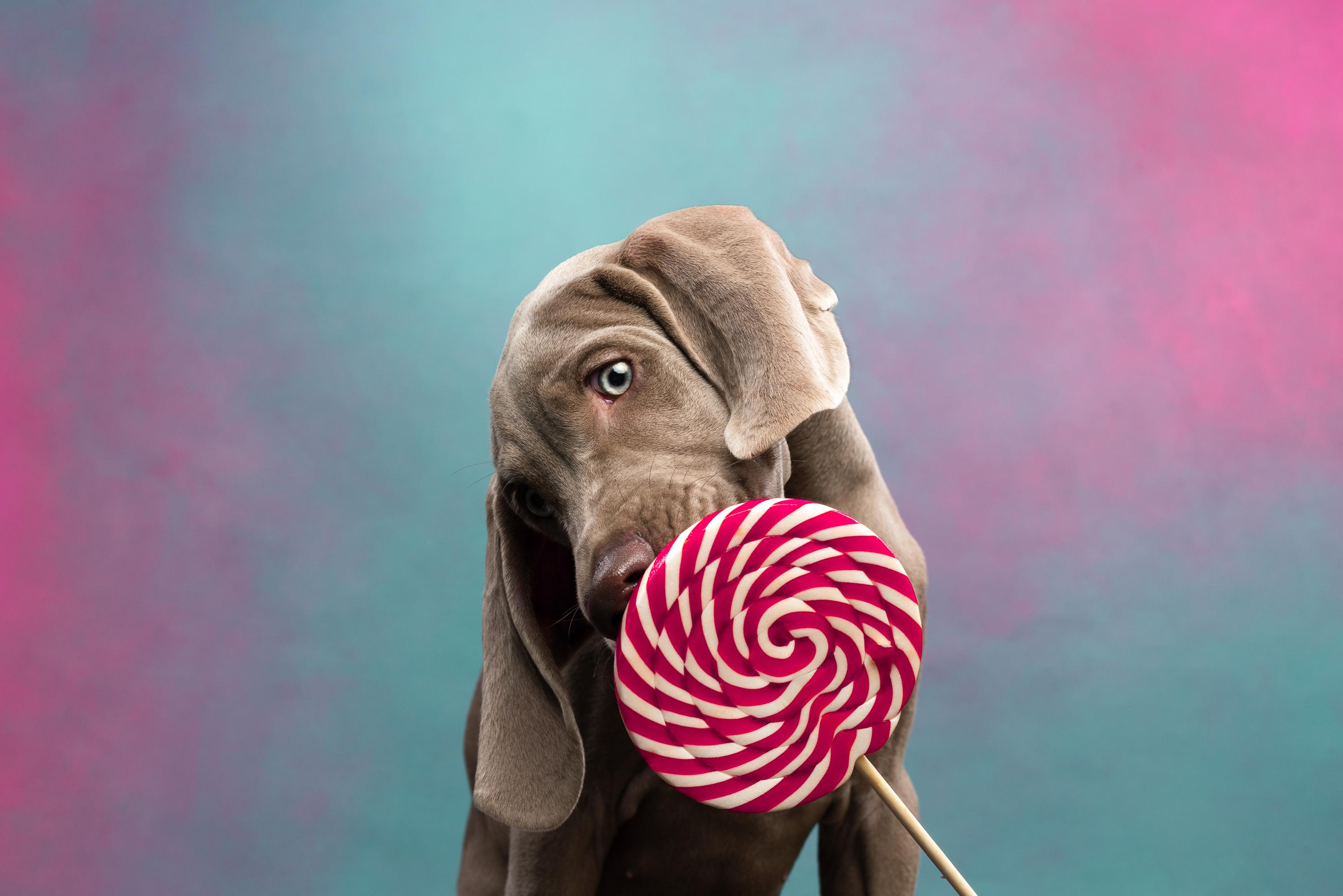 Веймаранер Эспен. Фотограф анималист Осипчикова Мария