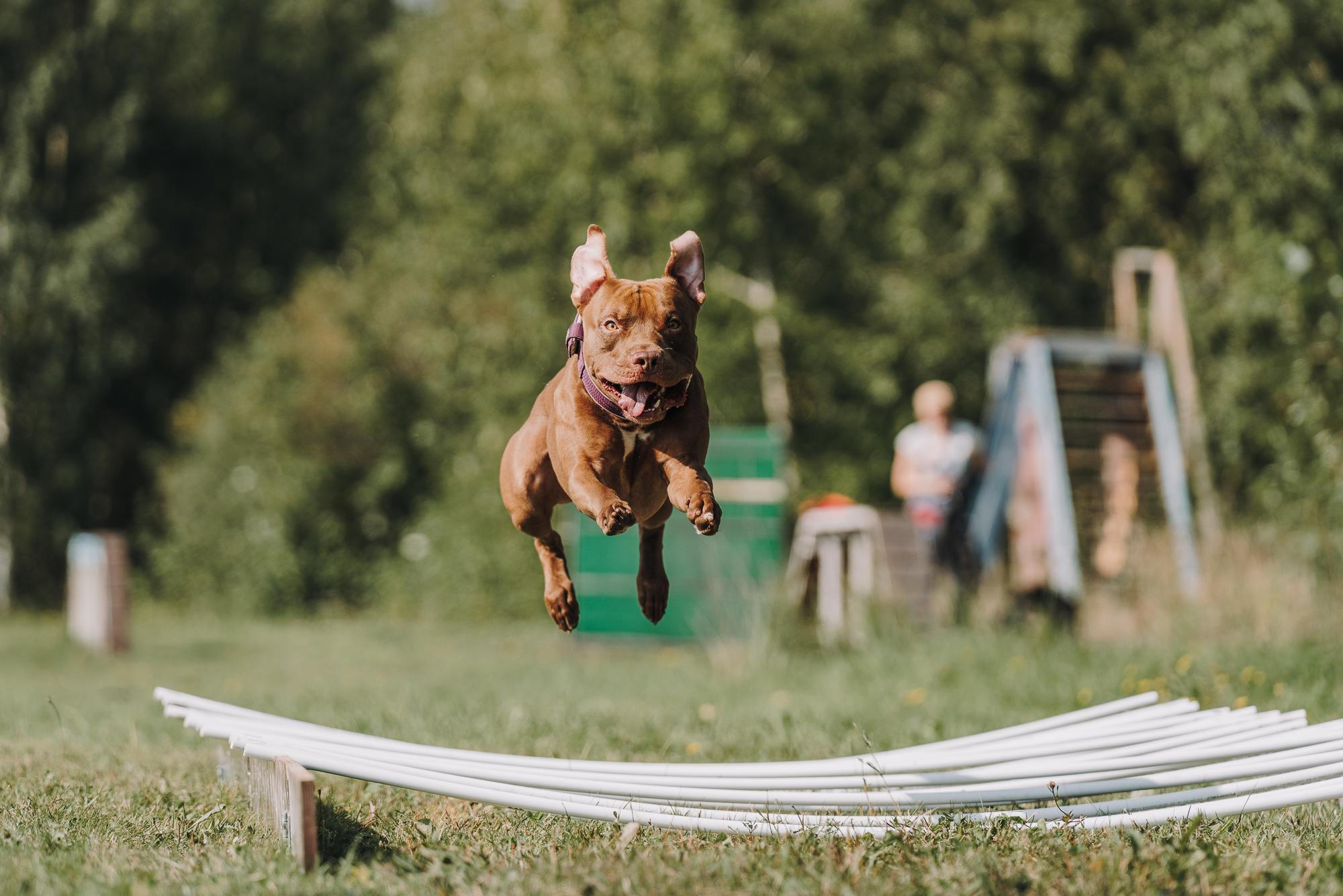 День пита и стаффа. Фотограф анималист Осипчикова Мария