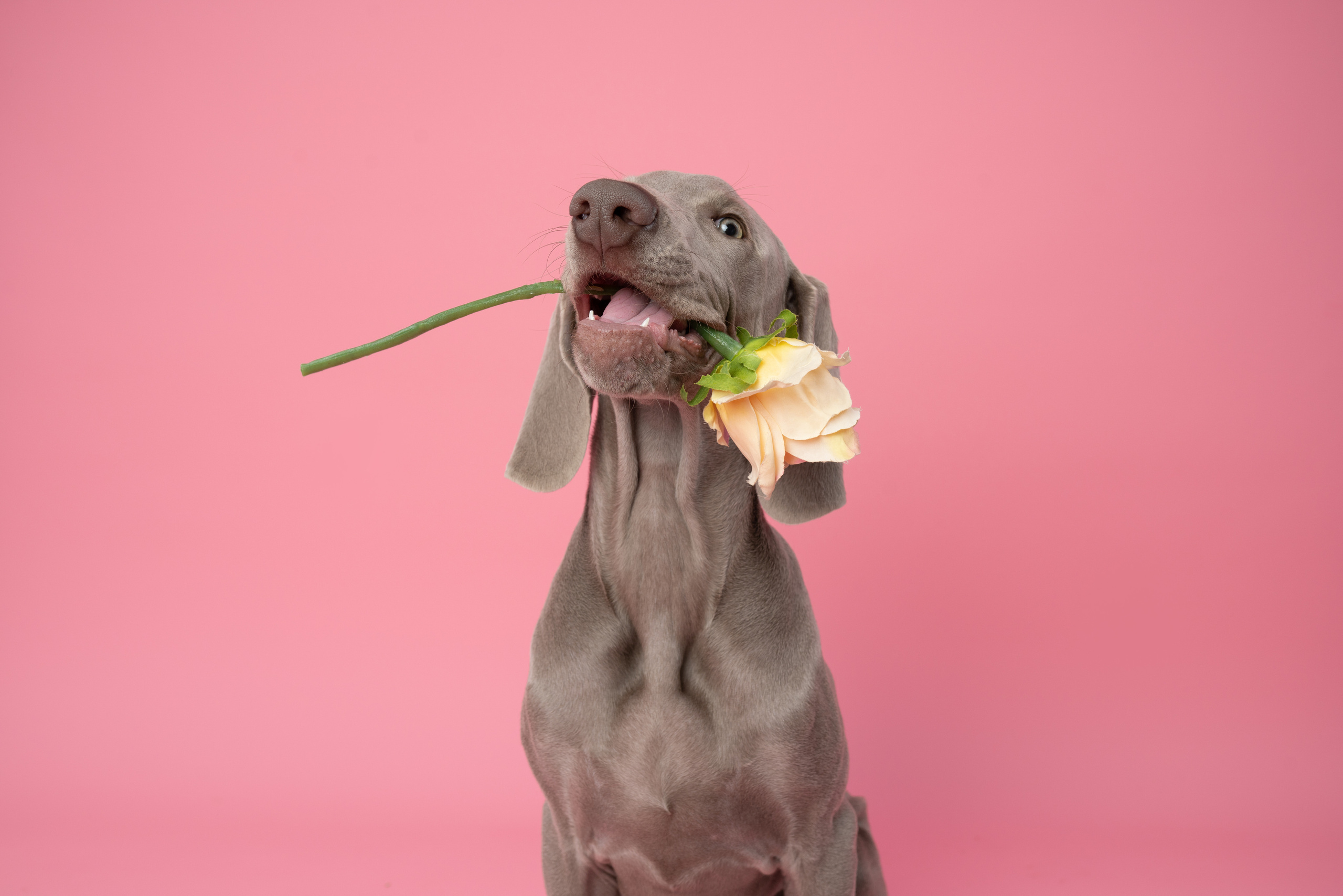 Веймаранер Элай. Фотограф анималист Осипчикова Мария