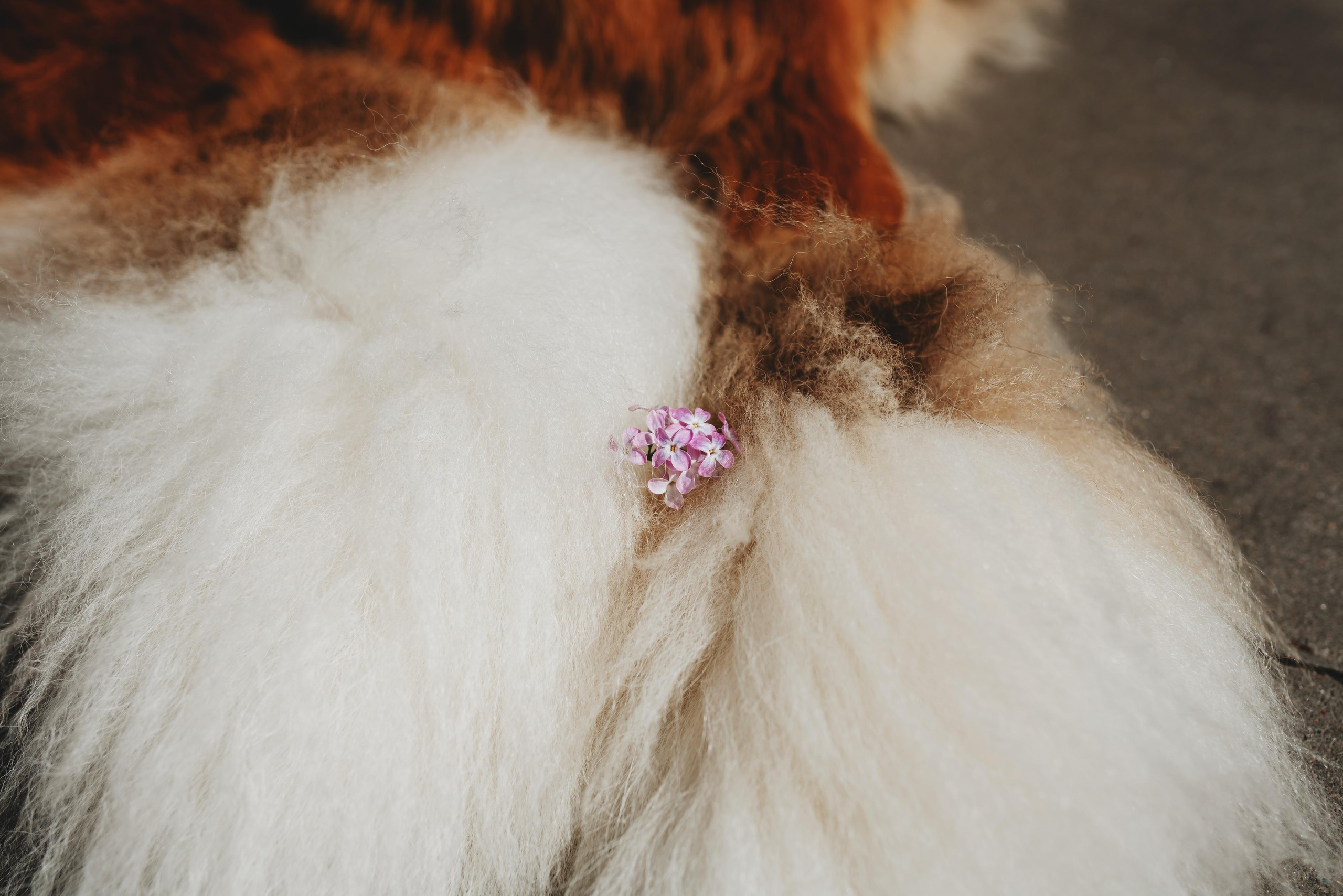 Оля, Молли и Эмми. Фотограф анималист Осипчикова Мария