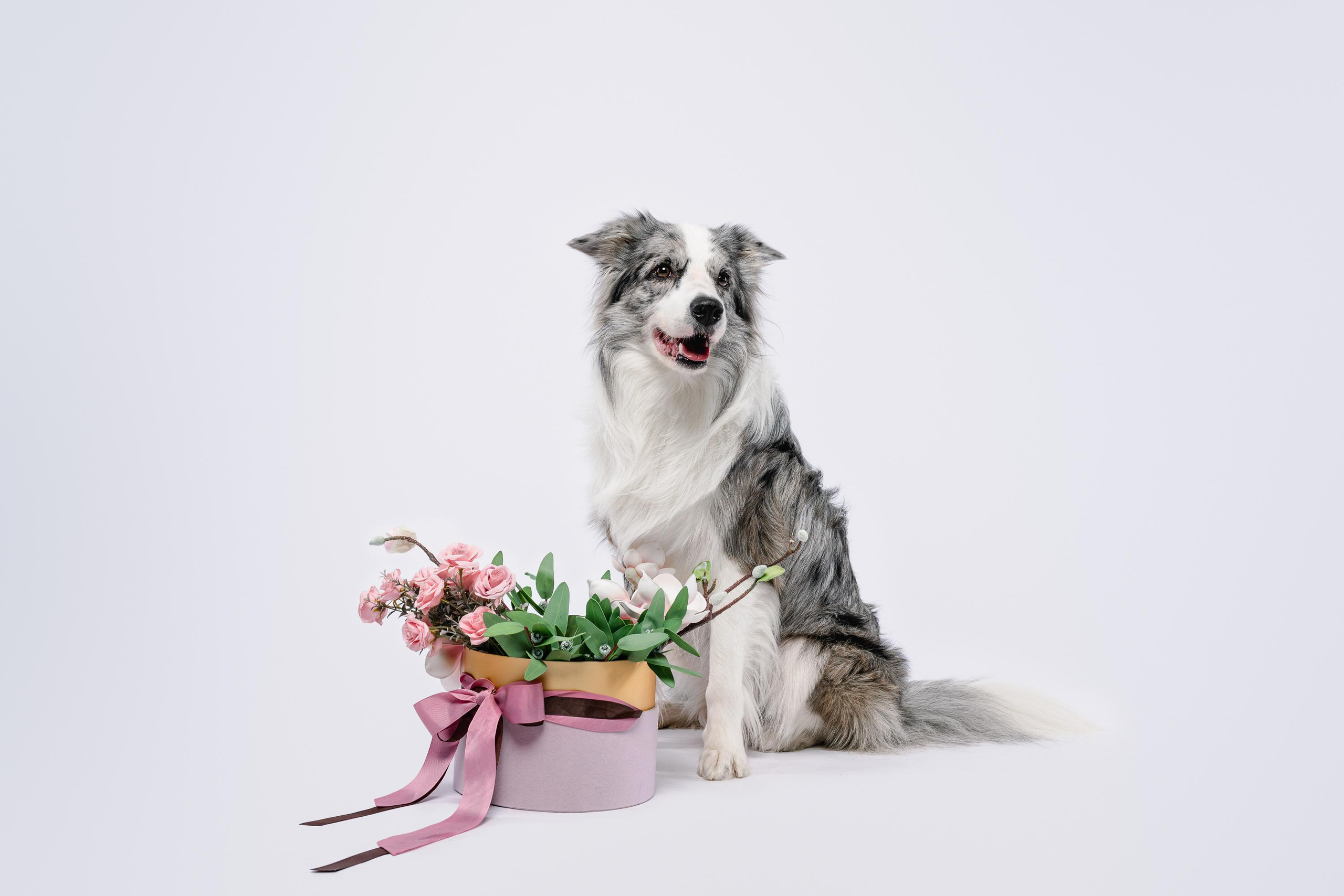 Юля и Ньютон. Фотограф анималист Осипчикова Мария