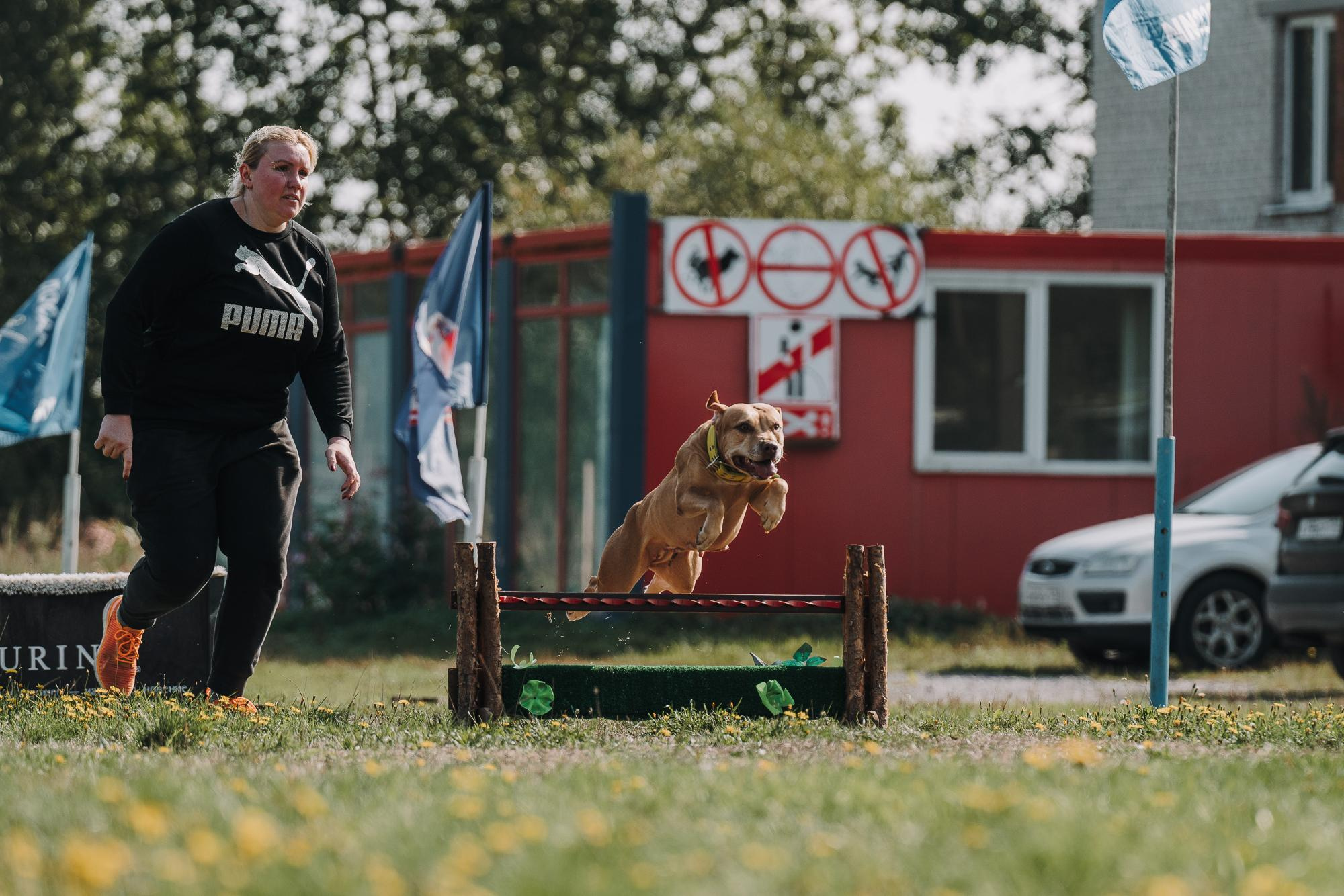 День пита и стаффа. Фотограф анималист Осипчикова Мария