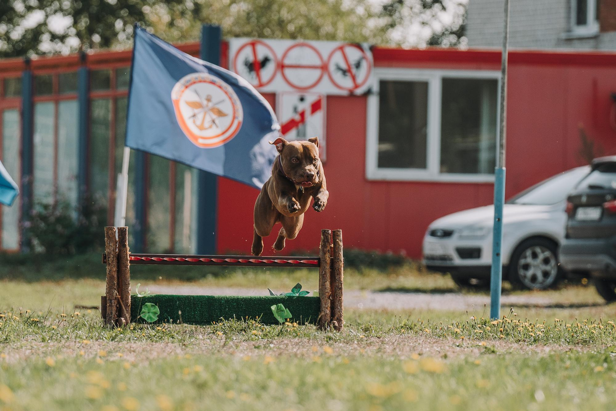 День пита и стаффа. Фотограф анималист Осипчикова Мария
