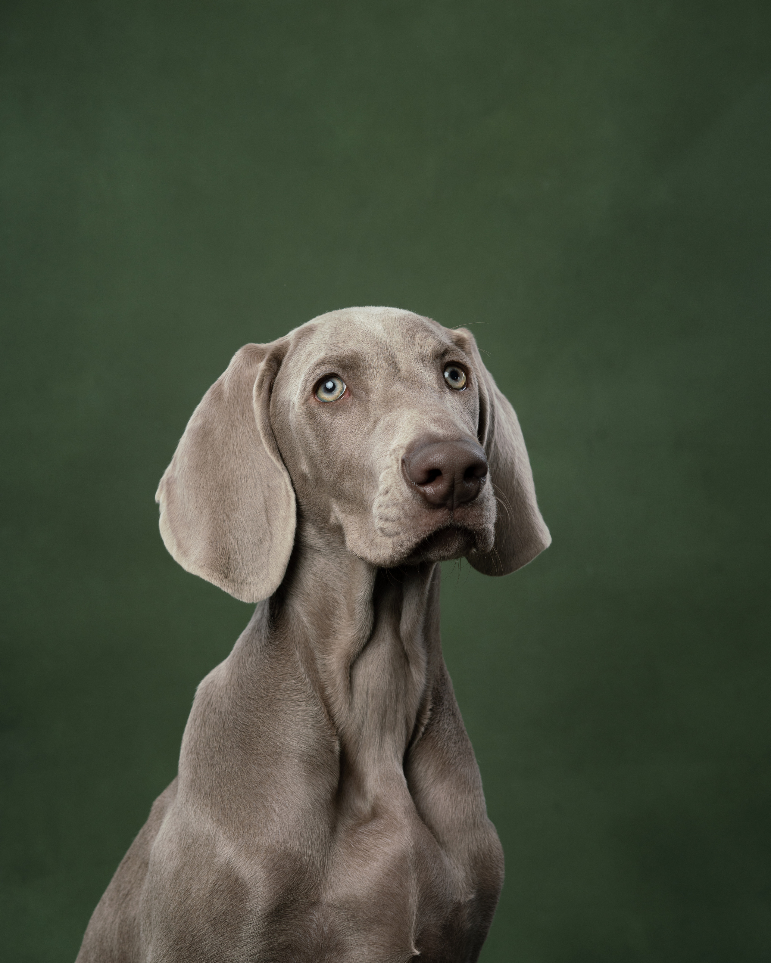 Веймаранер Элай. Фотограф анималист Осипчикова Мария
