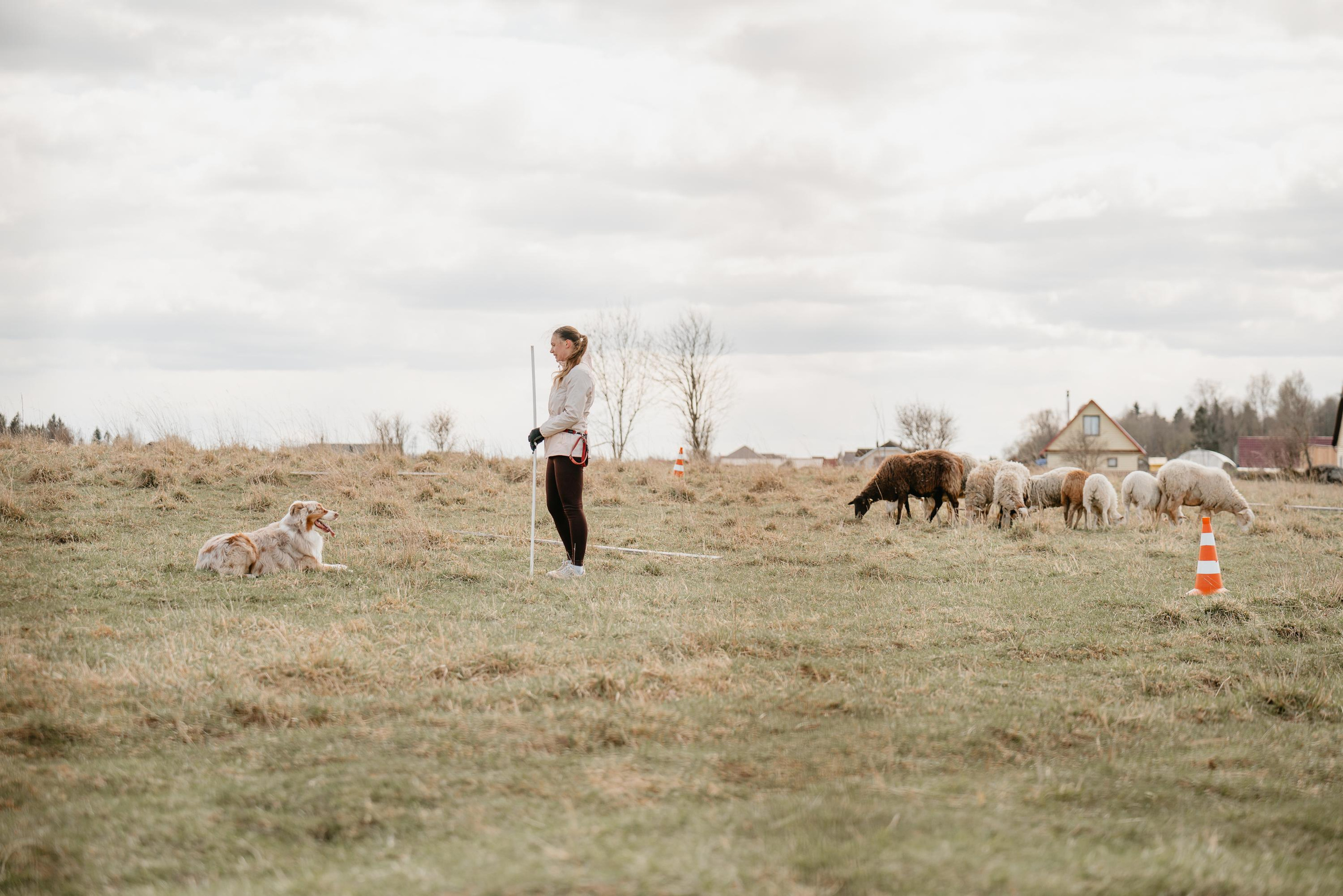 Пастушья служба. Фотограф анималист Осипчикова Мария
