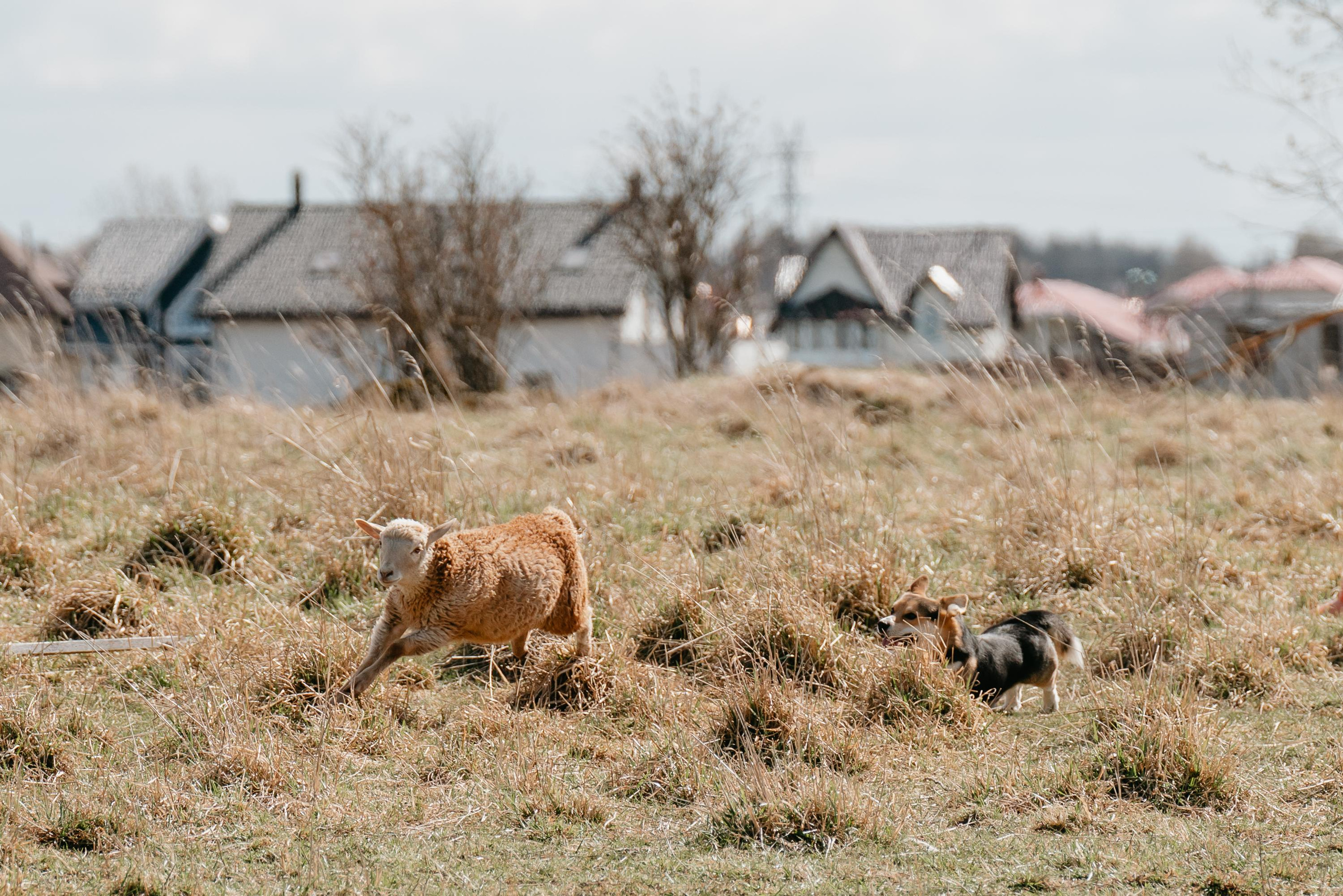 Пастушья служба. Фотограф анималист Осипчикова Мария