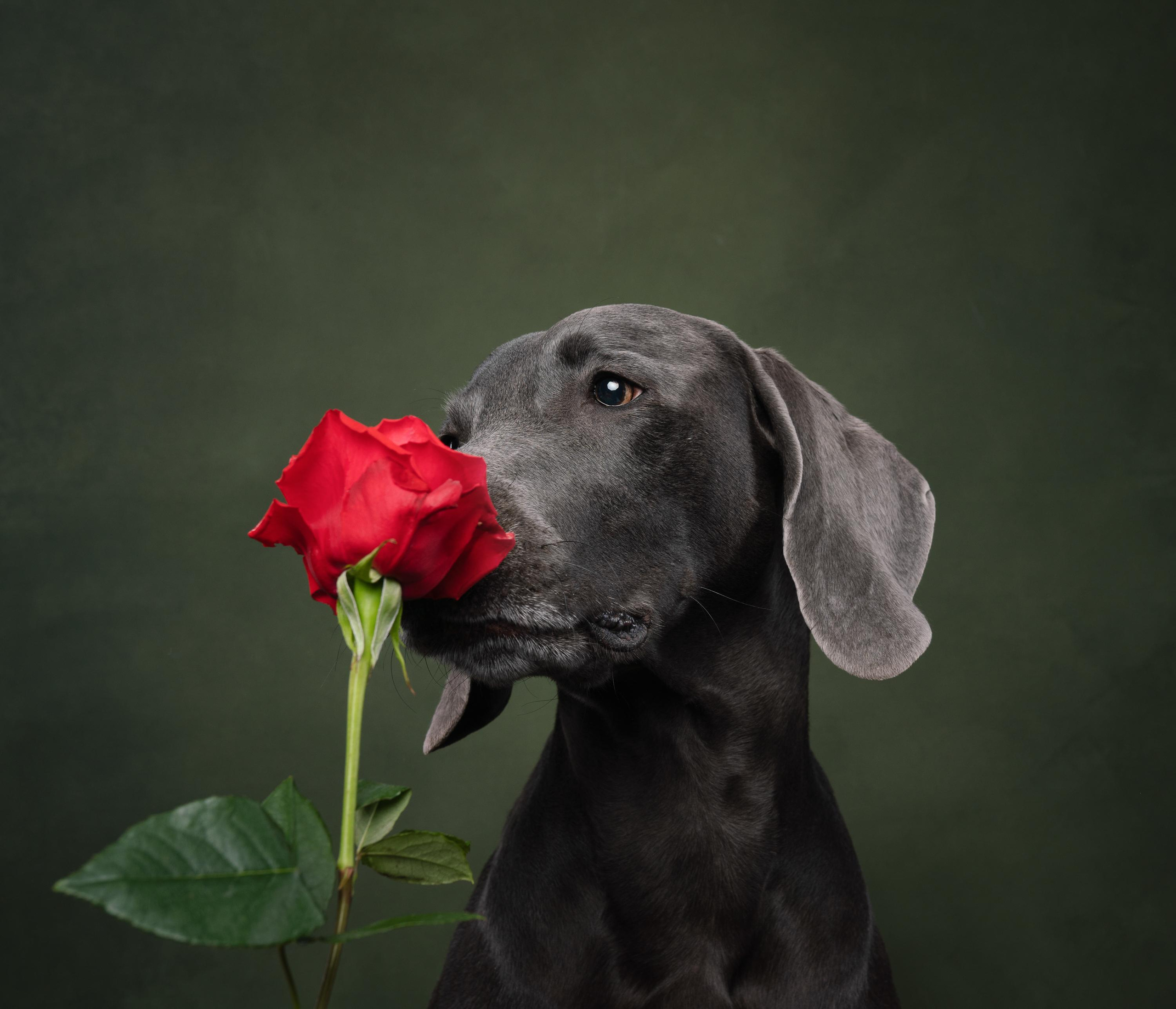 Веймаранер Рон. Фотограф анималист Осипчикова Мария