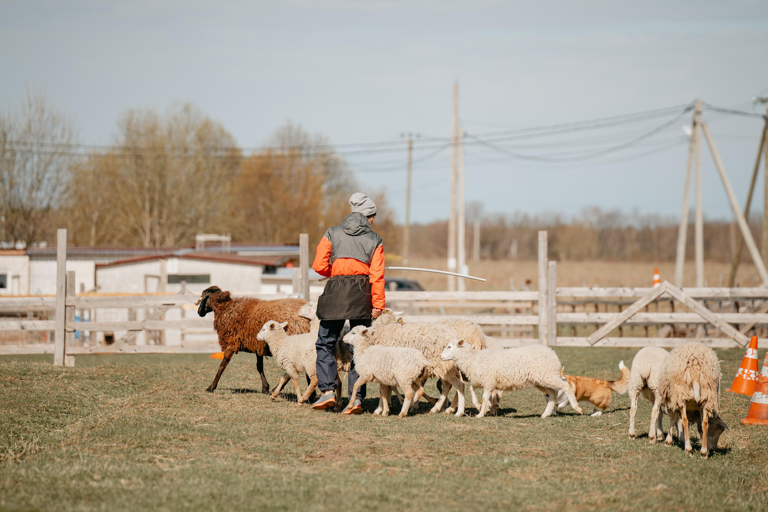 Пастушья служба. Фотограф анималист Осипчикова Мария
