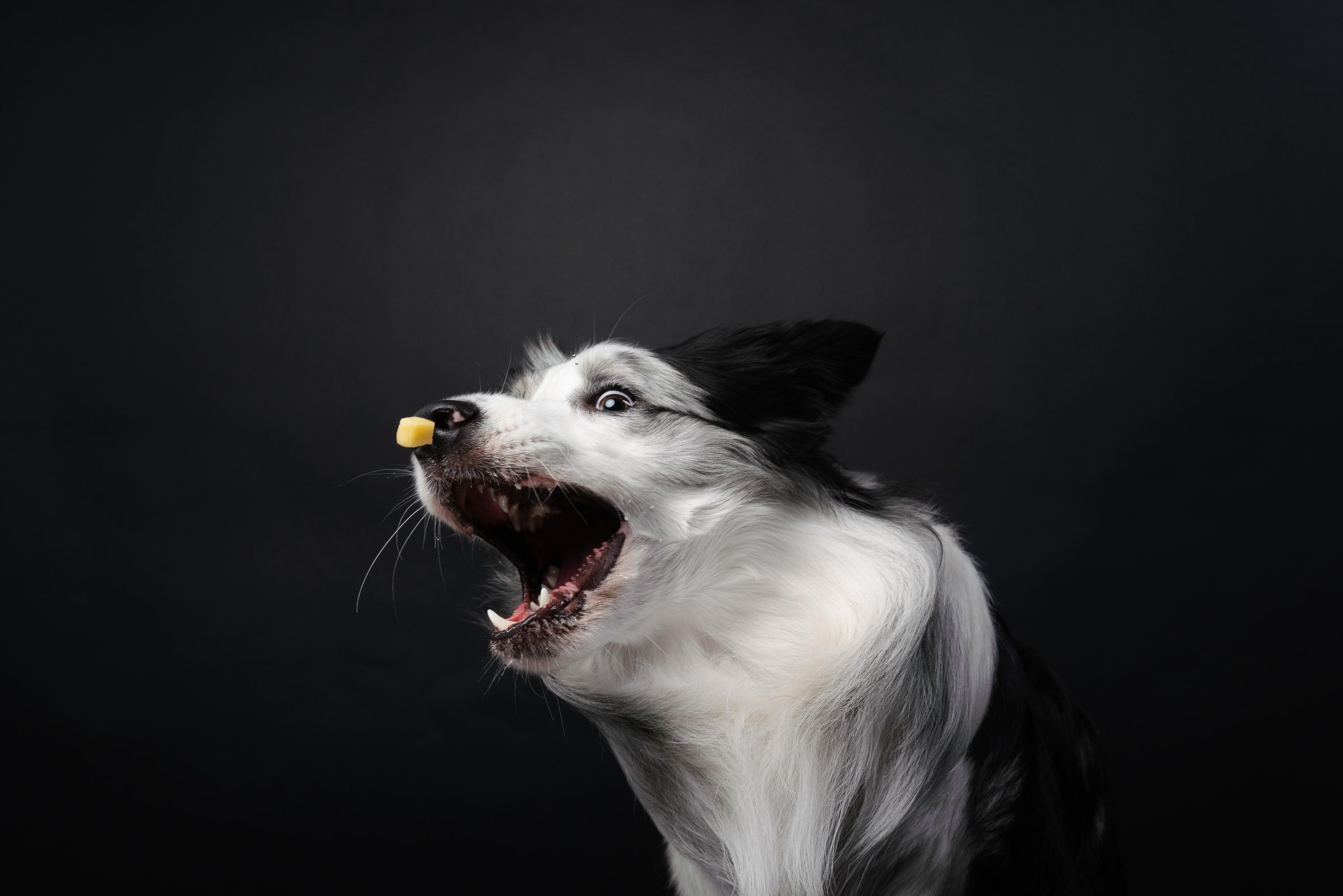 Аня и Гуччи. Фотограф анималист Осипчикова Мария