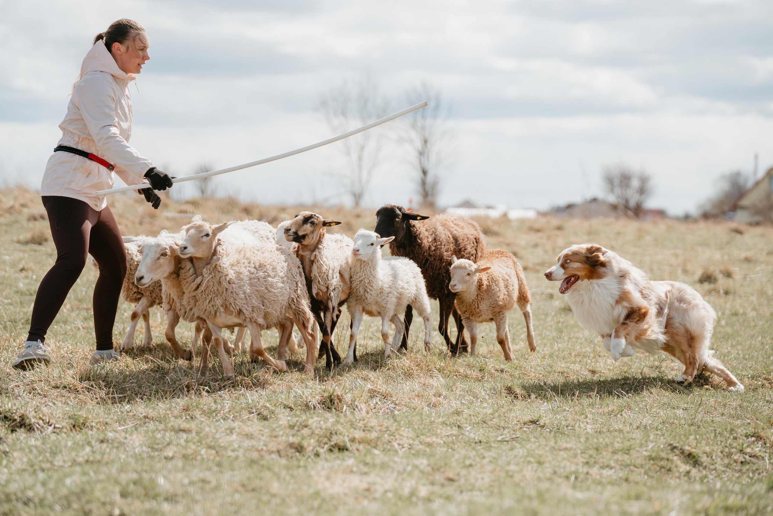 Пастушья служба. Фотограф анималист Осипчикова Мария