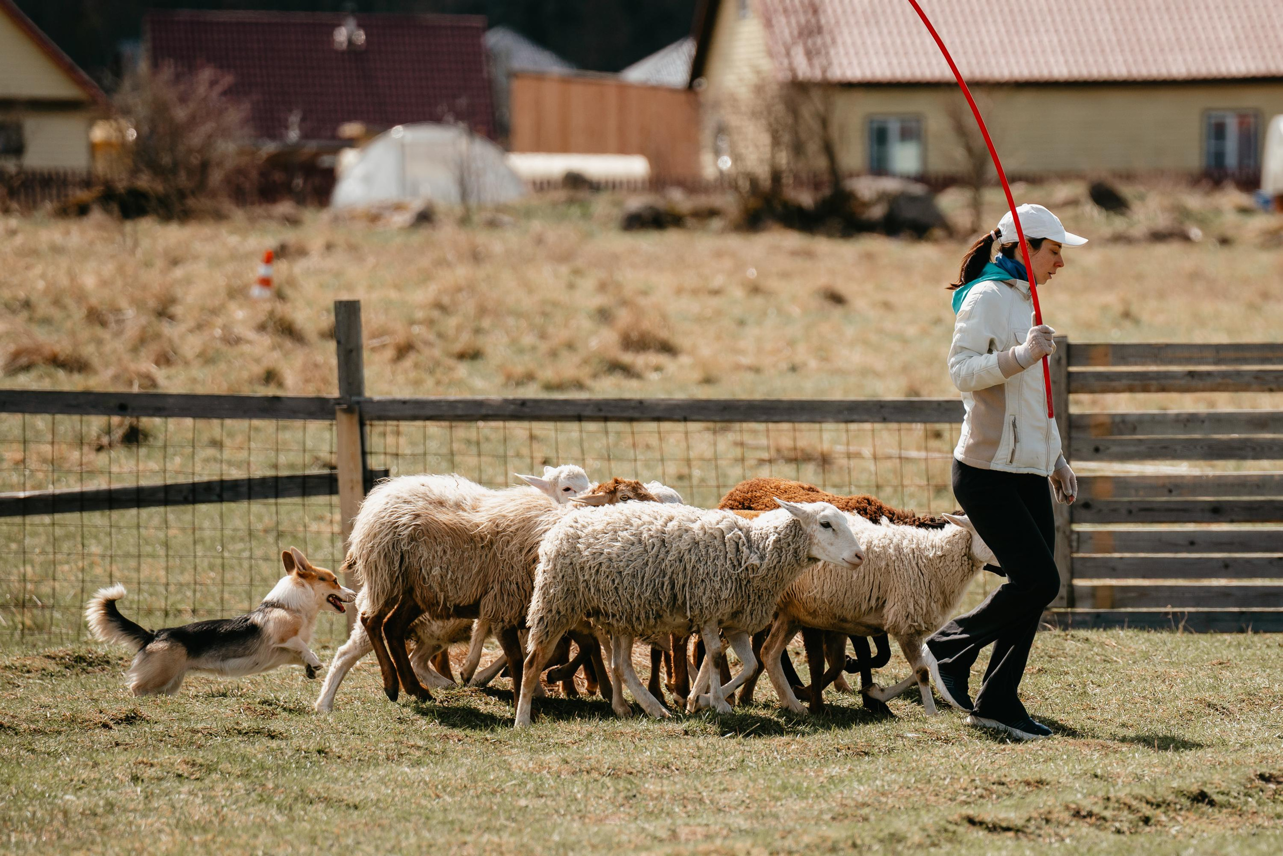 Пастушья служба. Фотограф анималист Осипчикова Мария