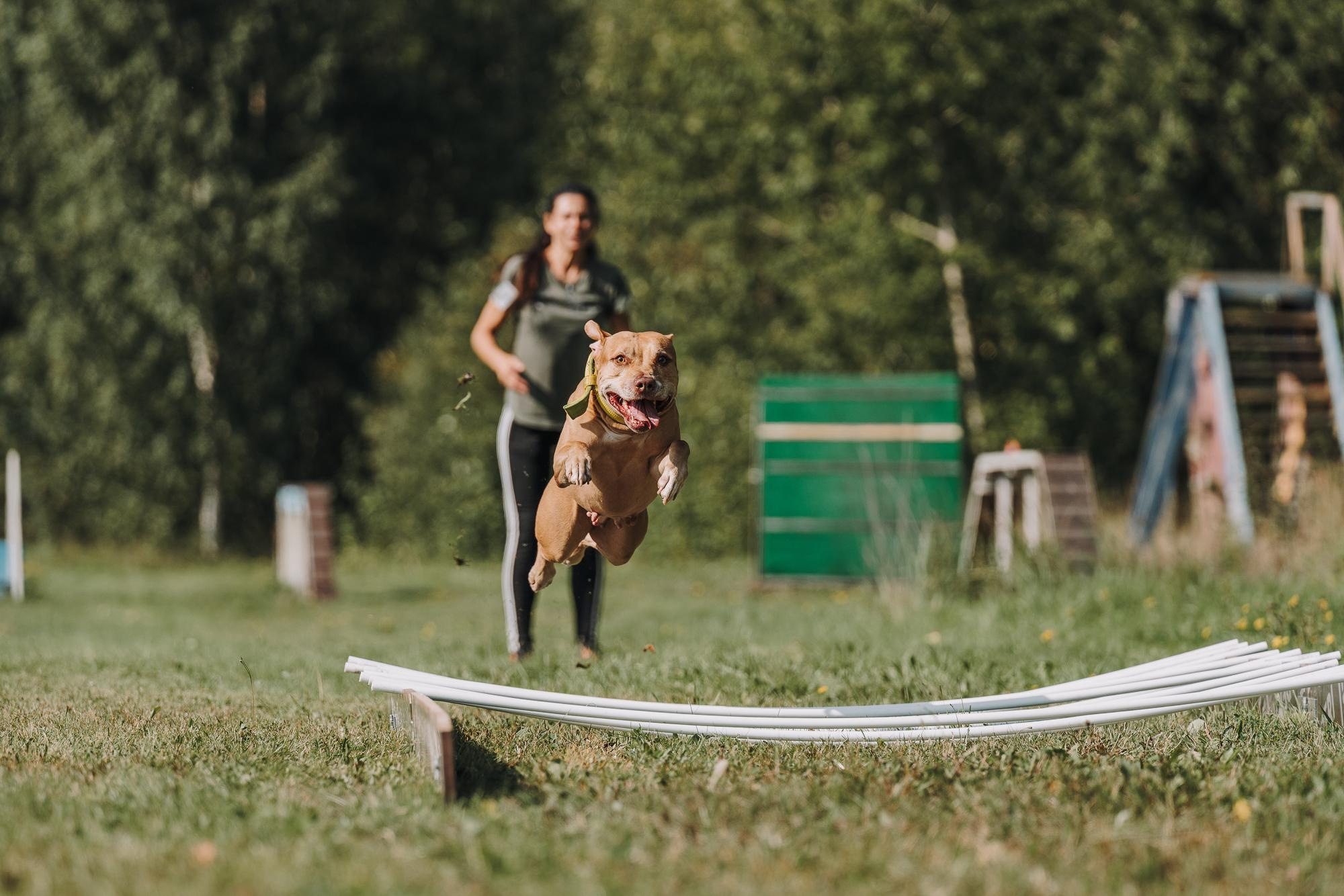 День пита и стаффа. Фотограф анималист Осипчикова Мария