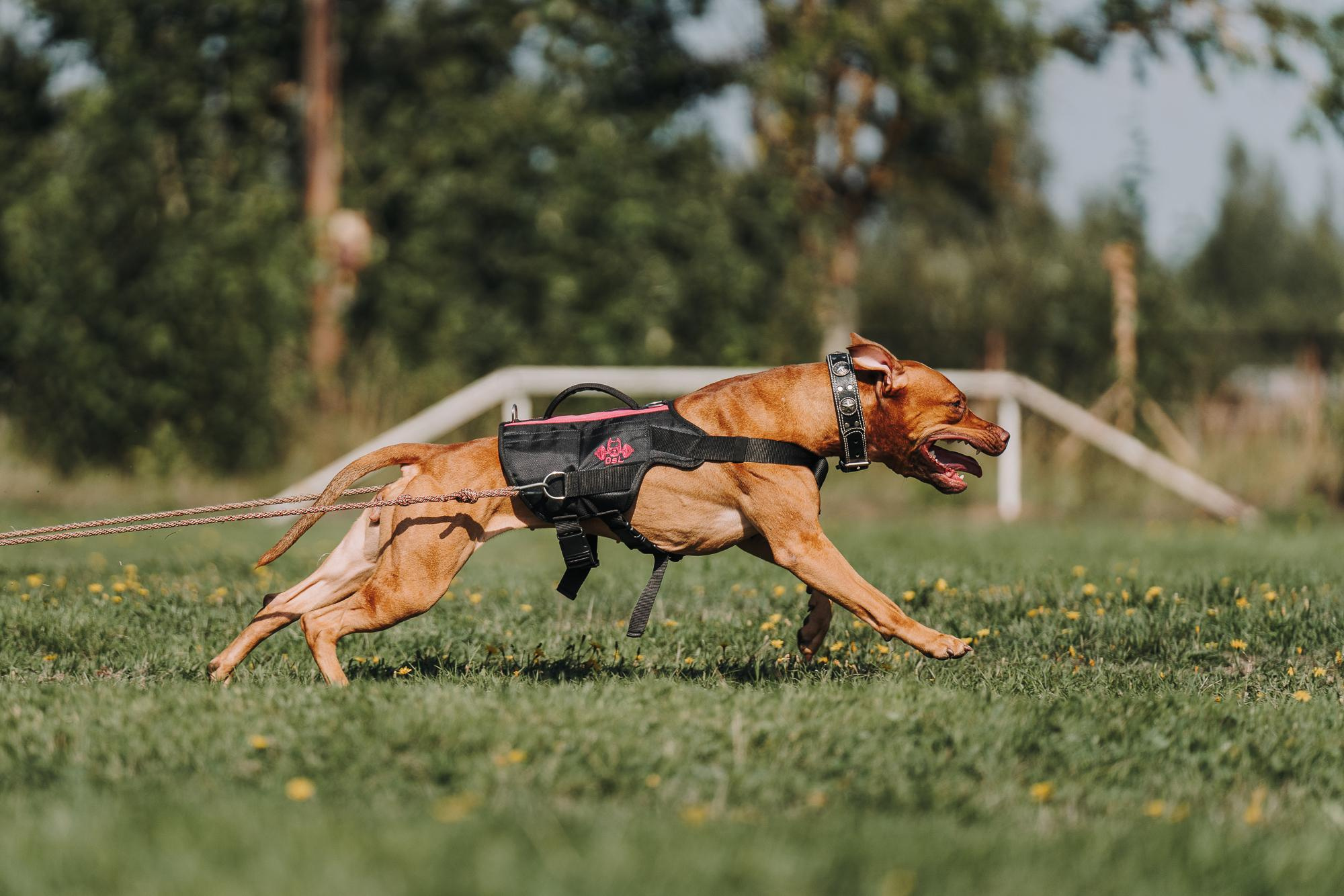 День пита и стаффа. Фотограф анималист Осипчикова Мария