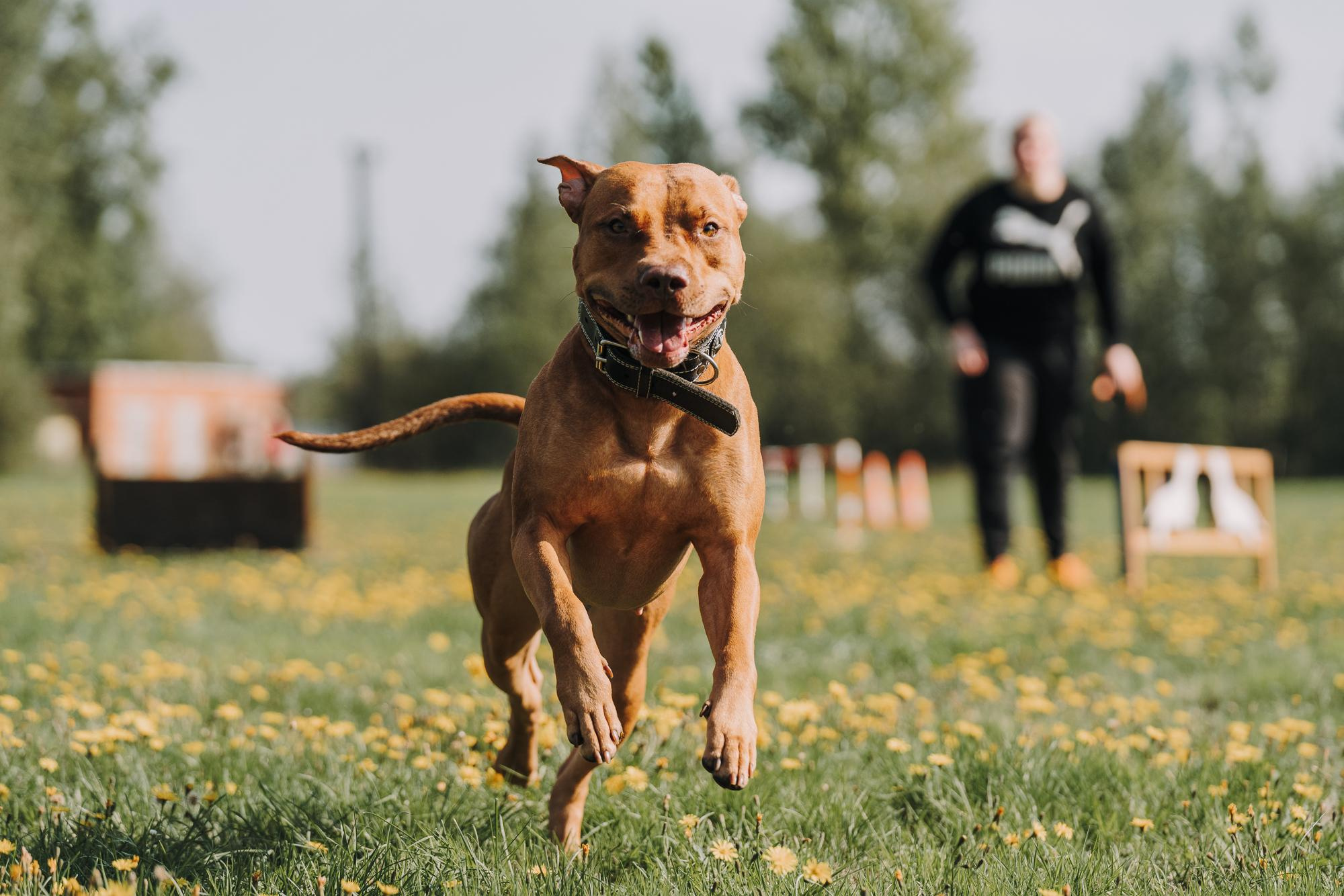 День пита и стаффа. Фотограф анималист Осипчикова Мария
