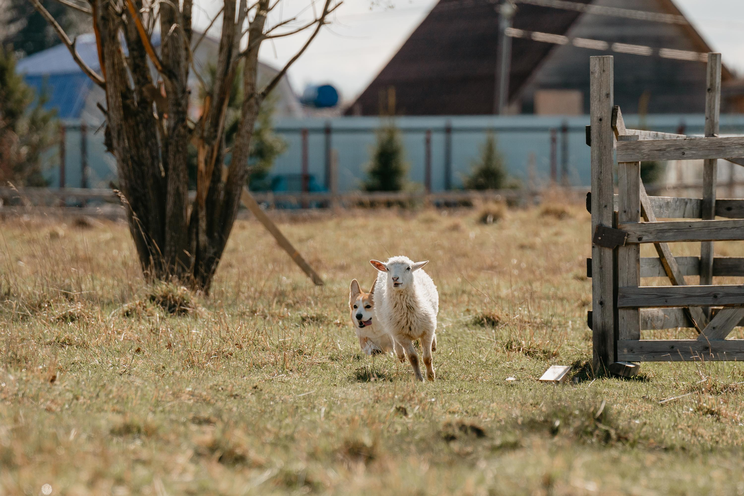 Пастушья служба. Фотограф анималист Осипчикова Мария