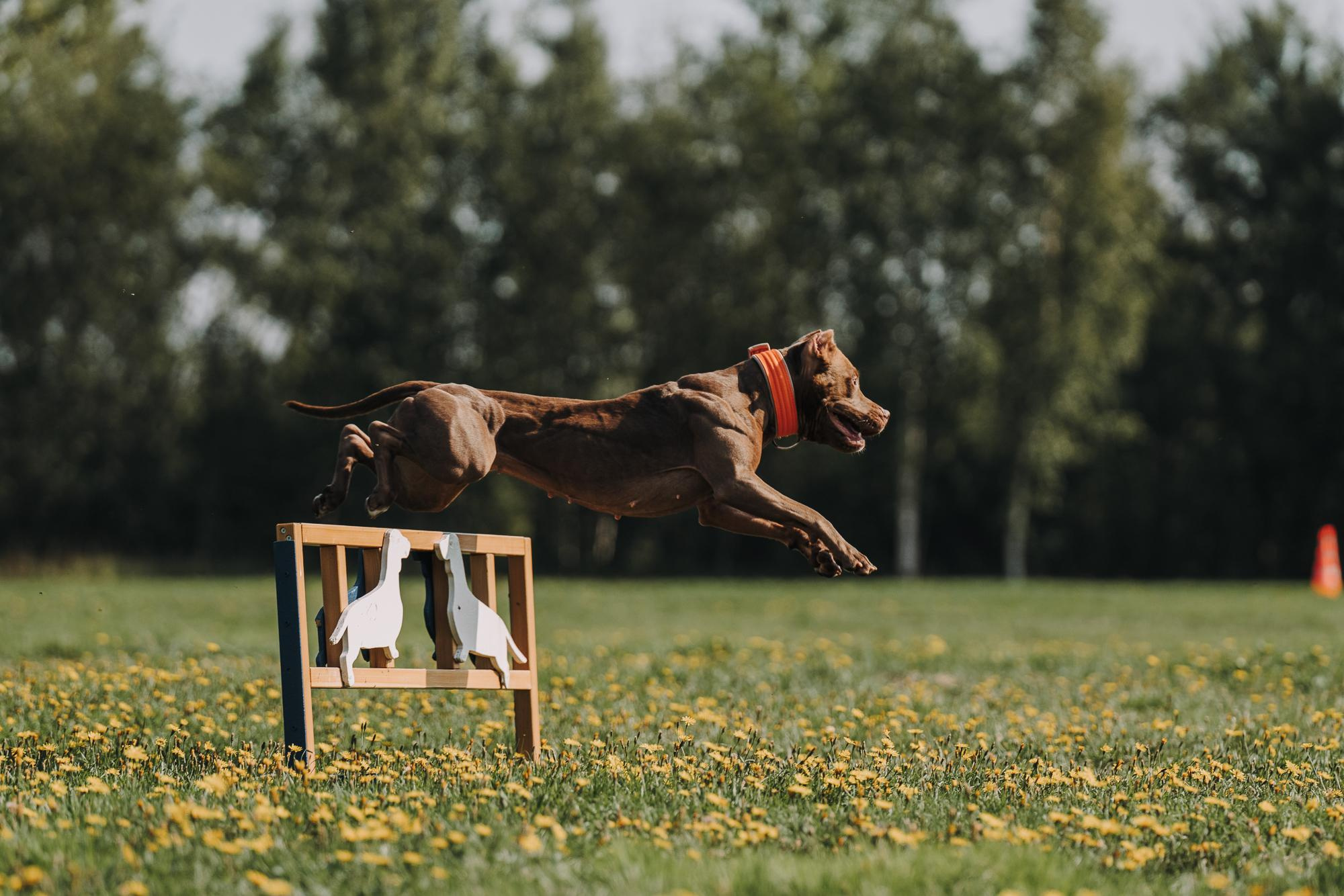 День пита и стаффа. Фотограф анималист Осипчикова Мария