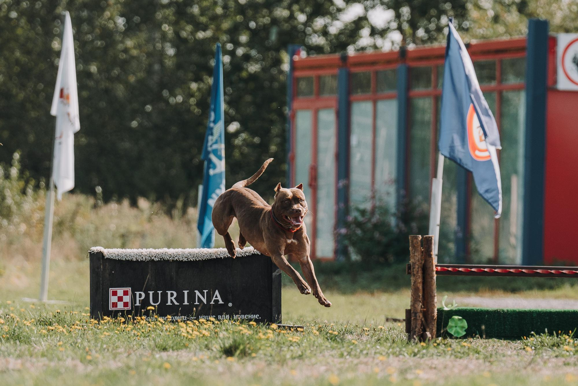 День пита и стаффа. Фотограф анималист Осипчикова Мария