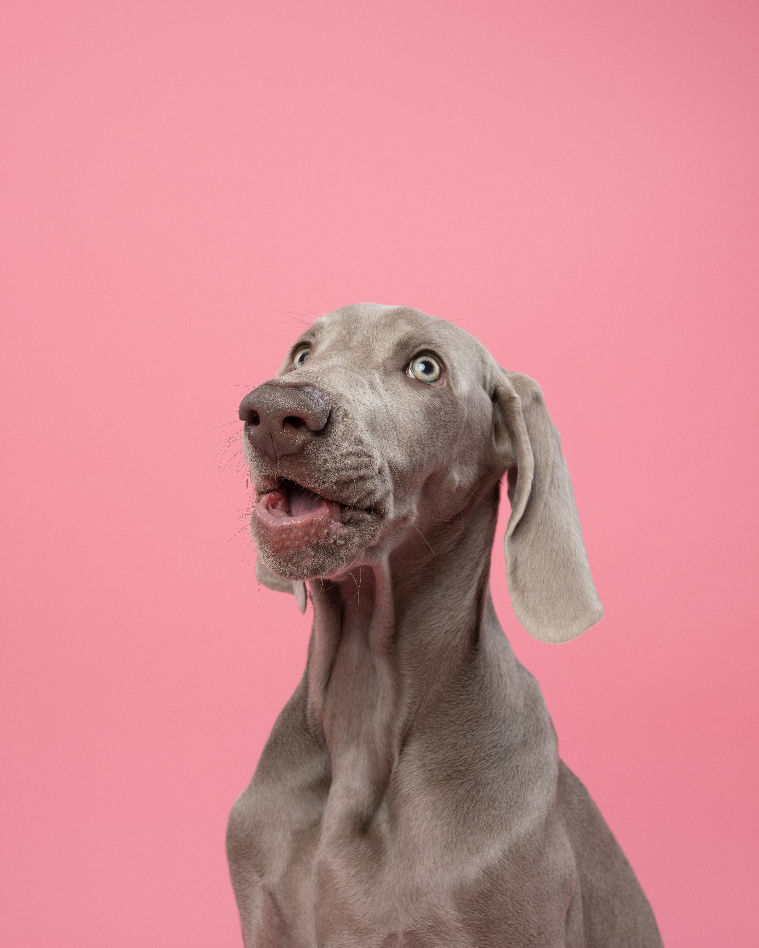 Веймаранер Элай. Фотограф анималист Осипчикова Мария