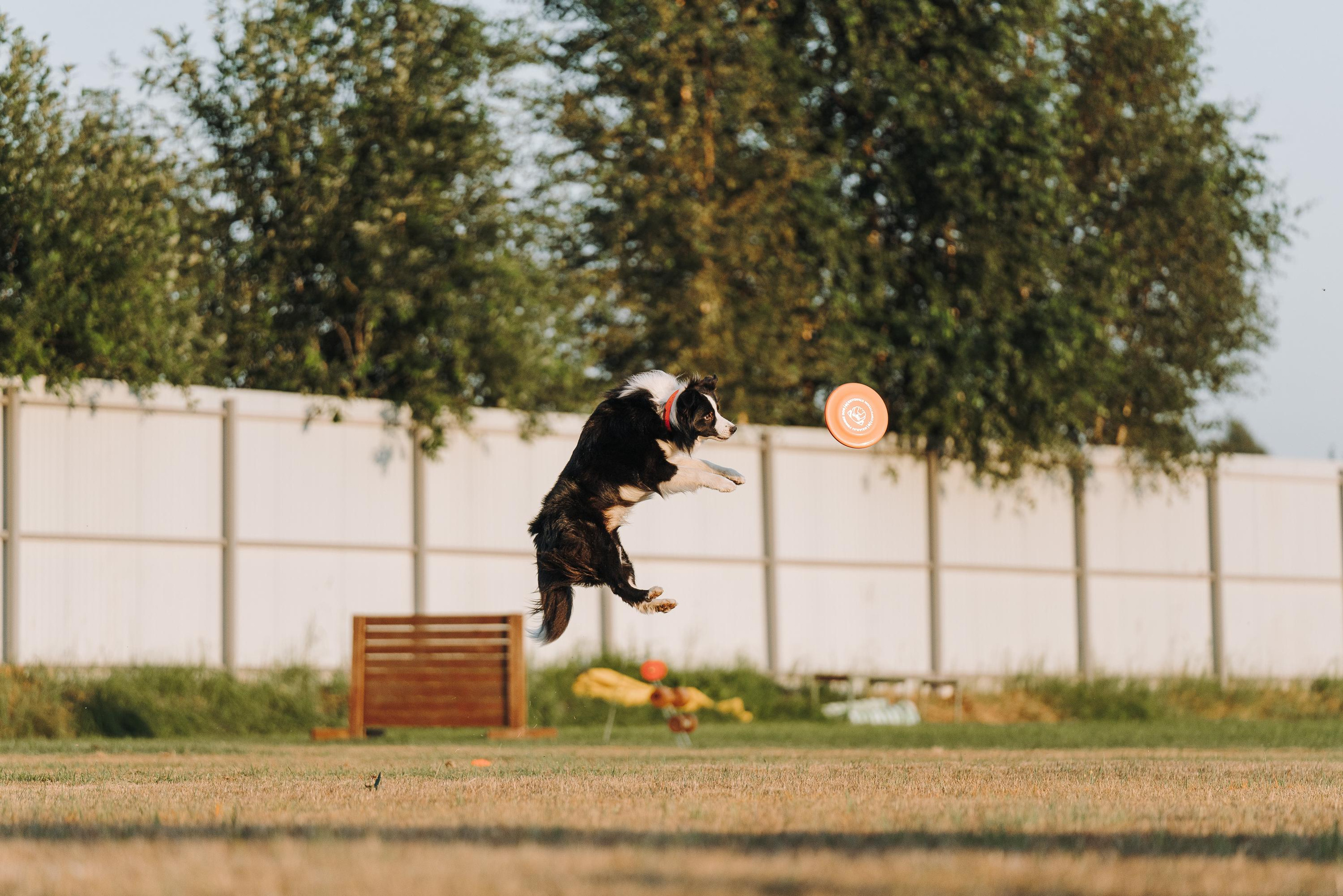 Фрисби игры UpDog. Фотограф анималист Осипчикова Мария