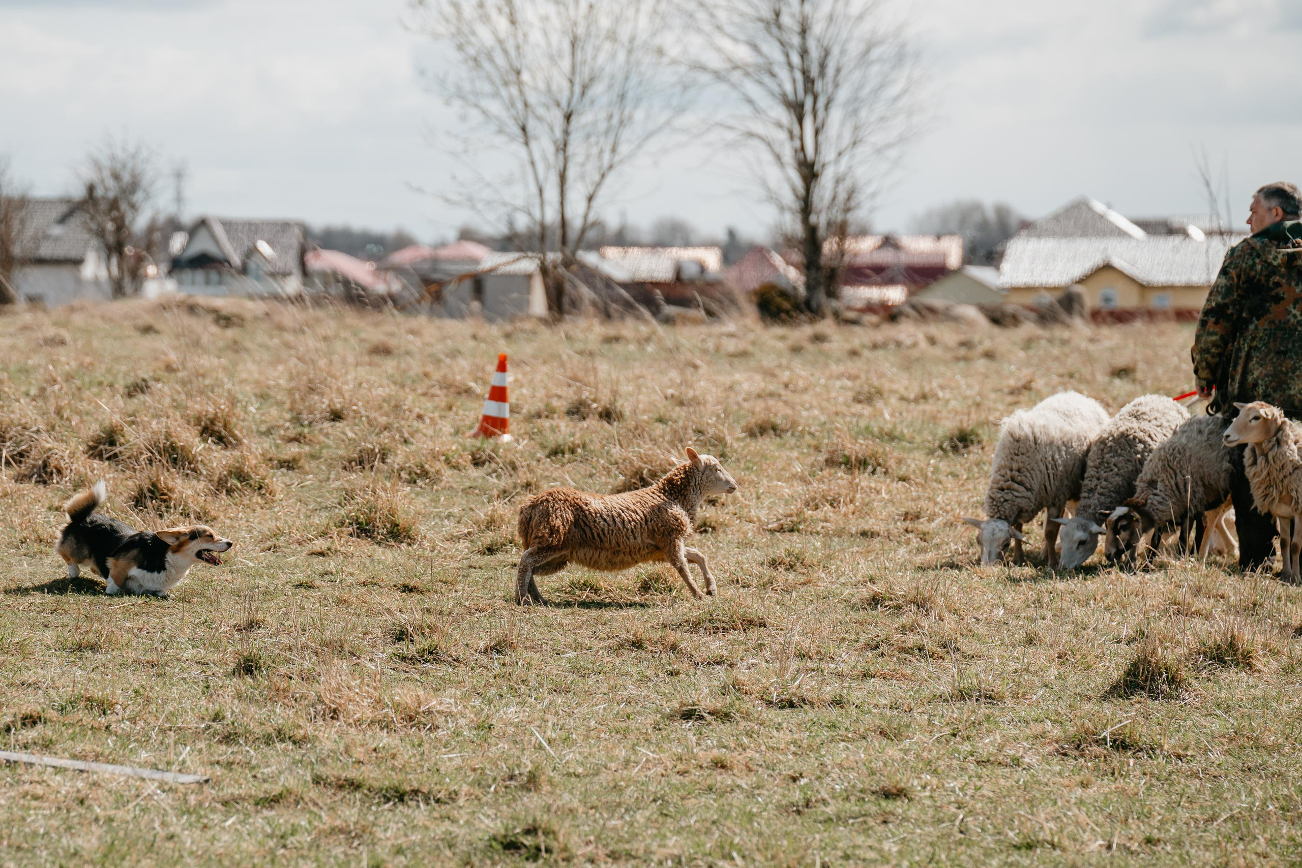 Пастушья служба. Фотограф анималист Осипчикова Мария
