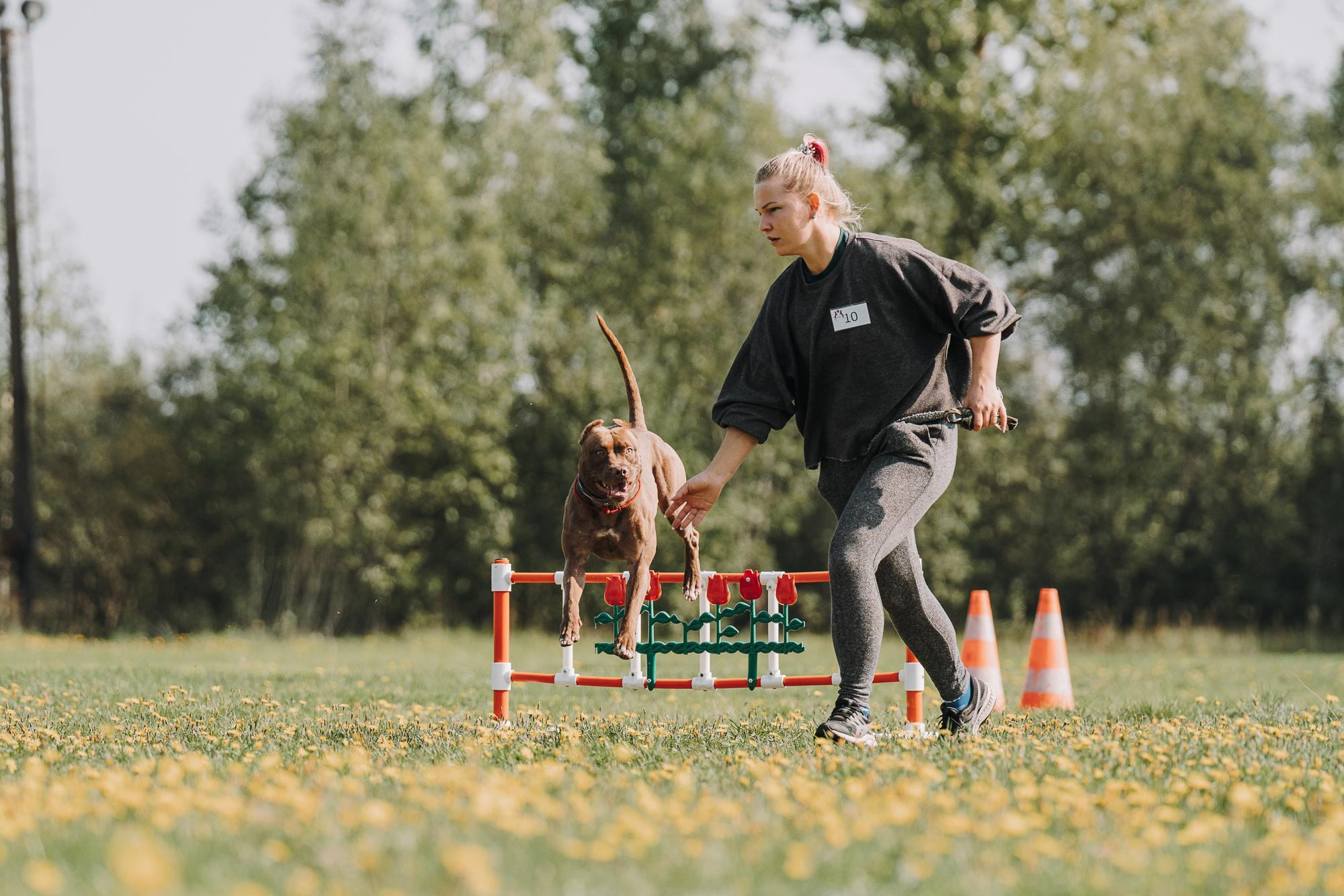 День пита и стаффа. Фотограф анималист Осипчикова Мария