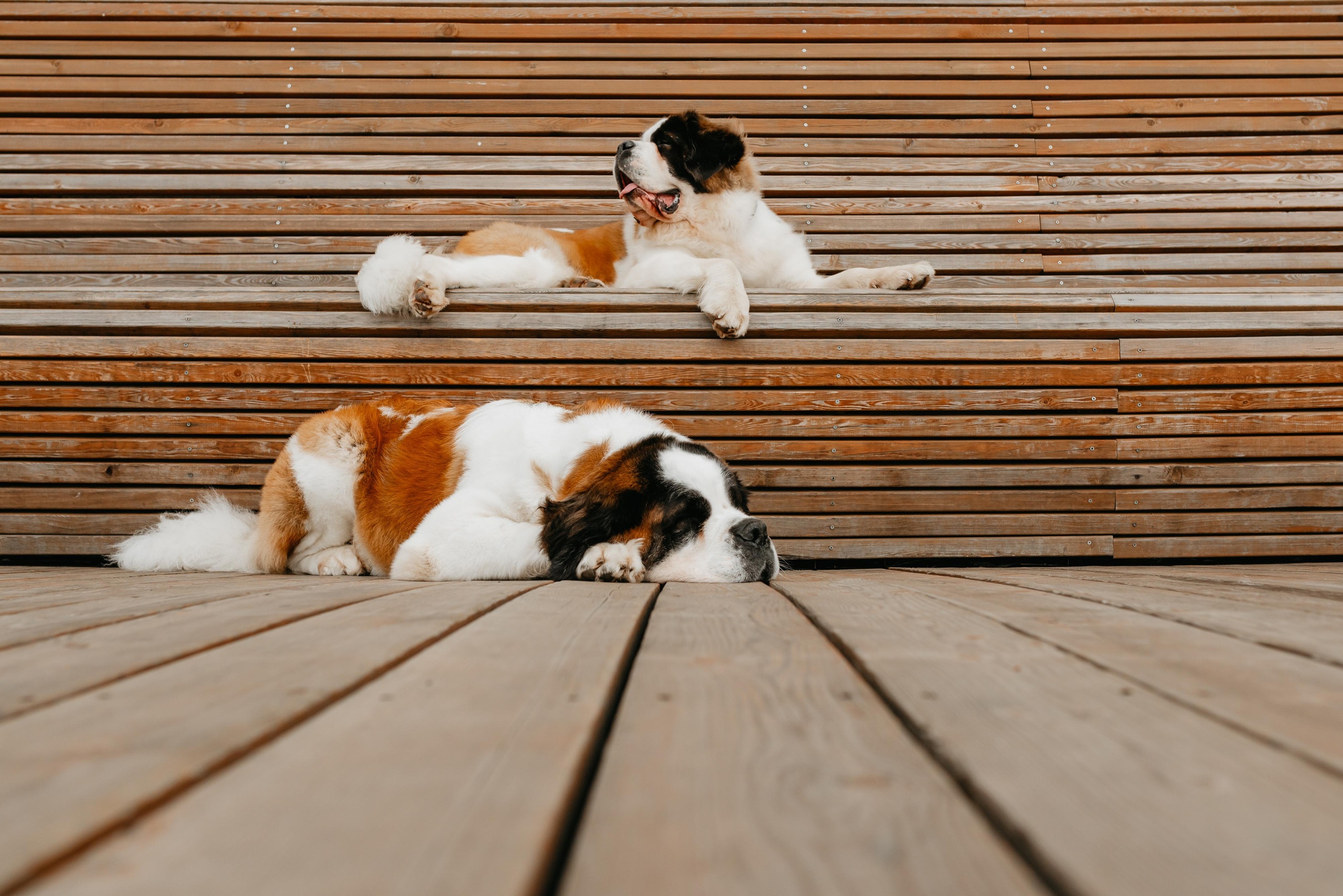 Оля, Молли и Эмми. Фотограф анималист Осипчикова Мария