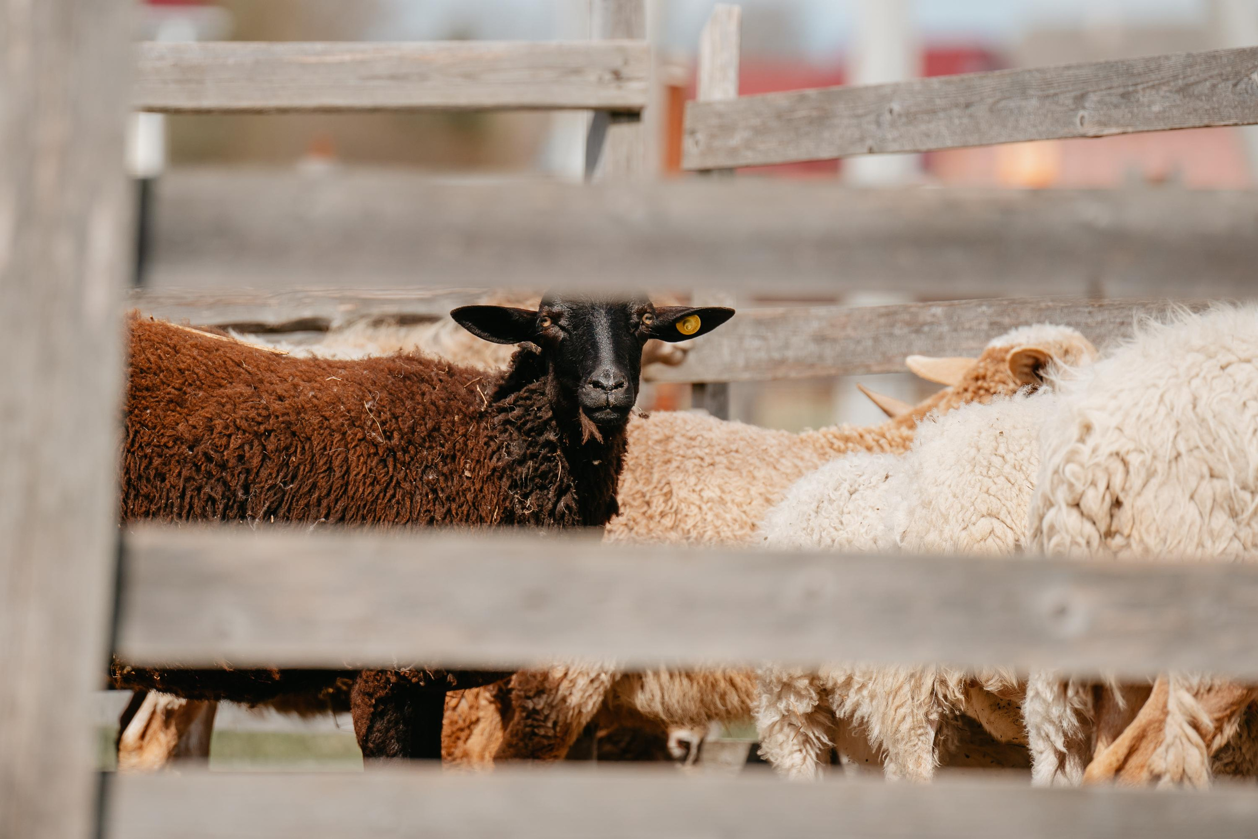 Пастушья служба. Фотограф анималист Осипчикова Мария