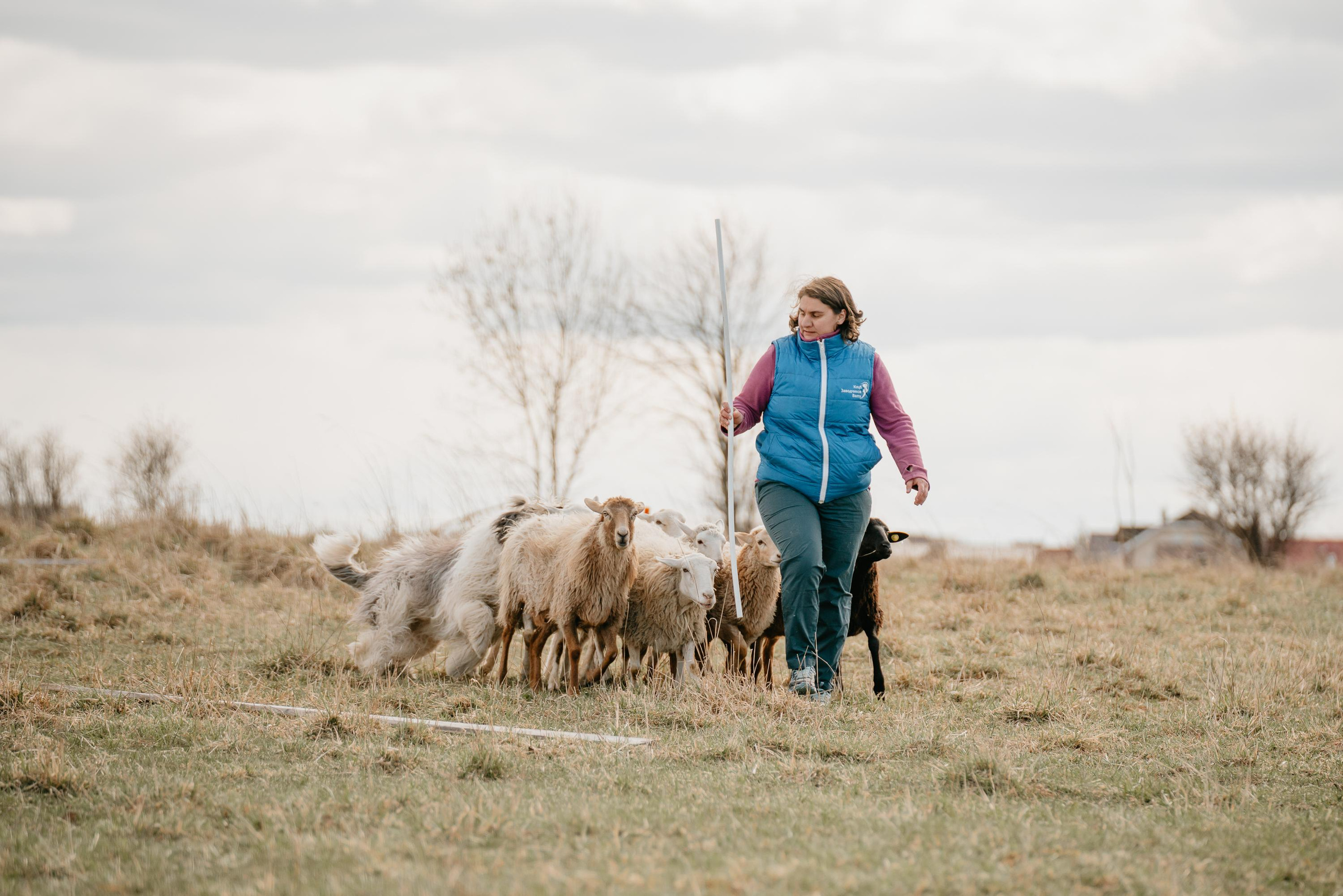 Пастушья служба. Фотограф анималист Осипчикова Мария