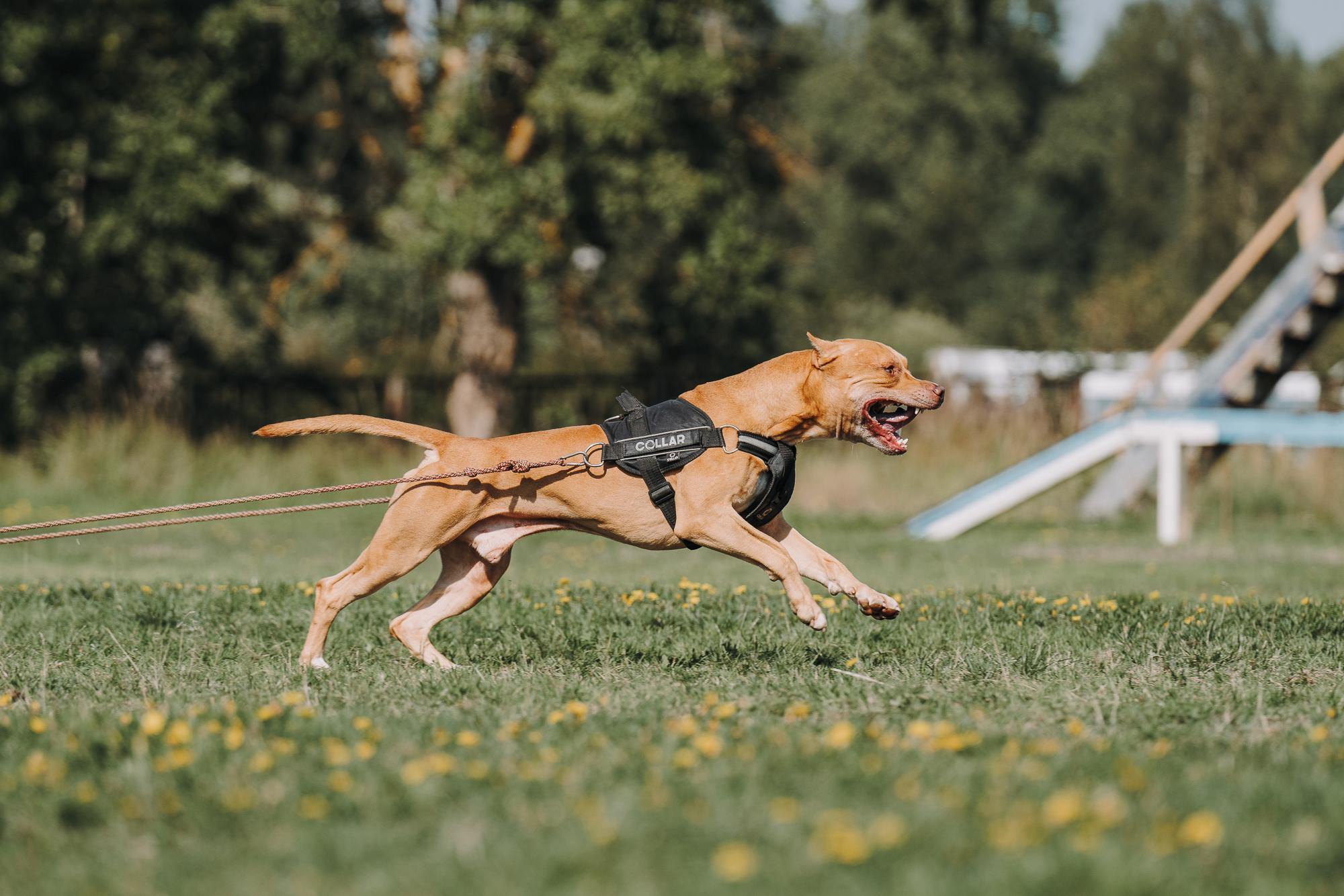 День пита и стаффа. Фотограф анималист Осипчикова Мария
