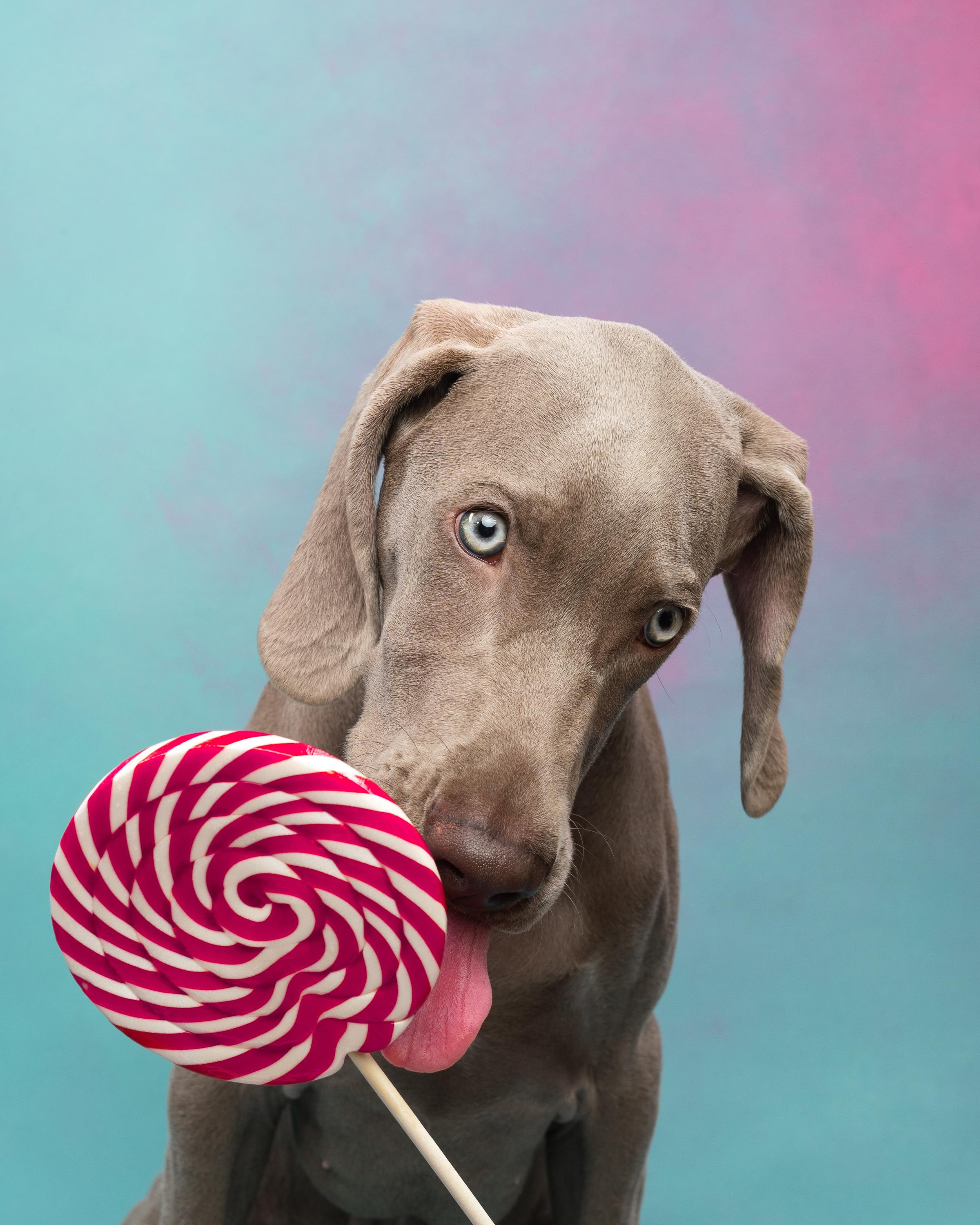 Веймаранер Эспен. Фотограф анималист Осипчикова Мария