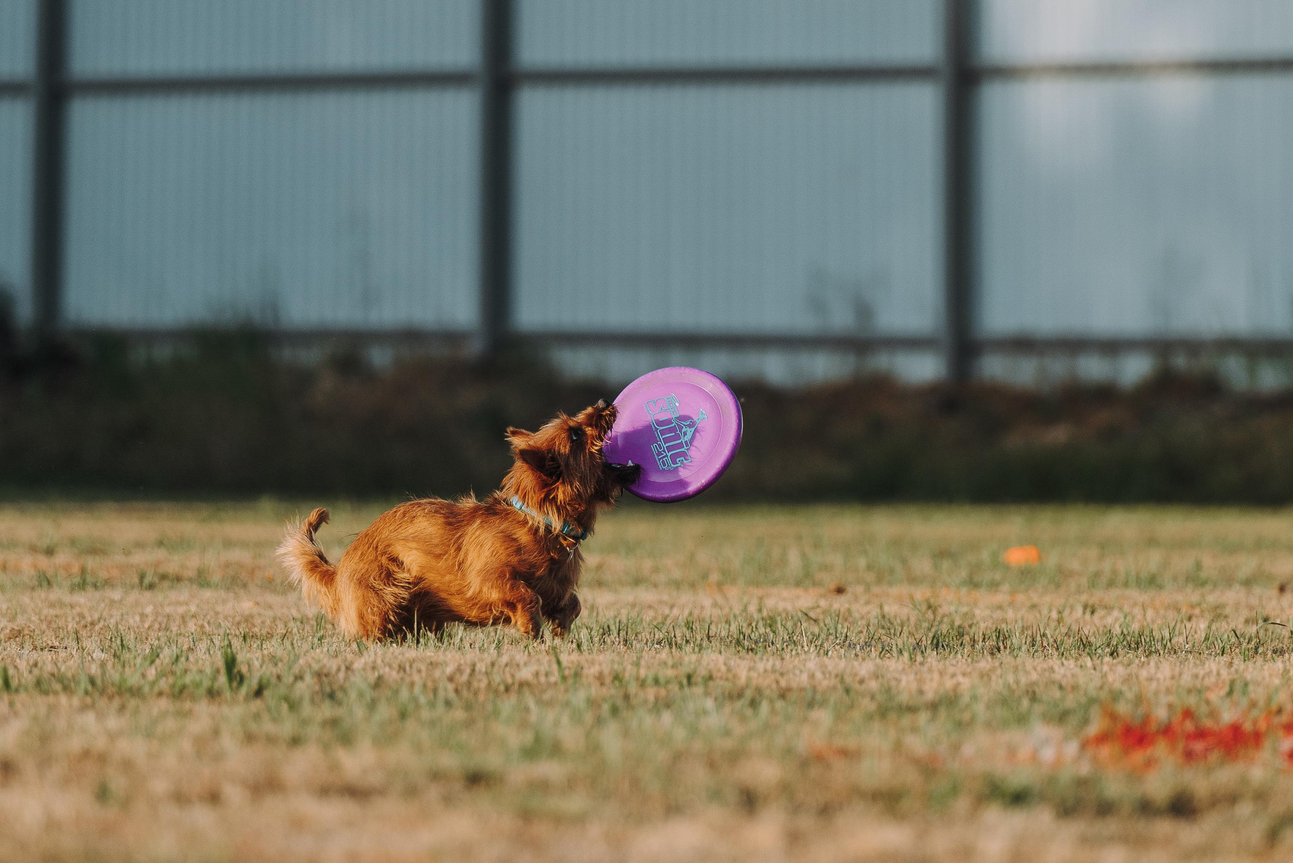 Фрисби игры UpDog. Фотограф анималист Осипчикова Мария