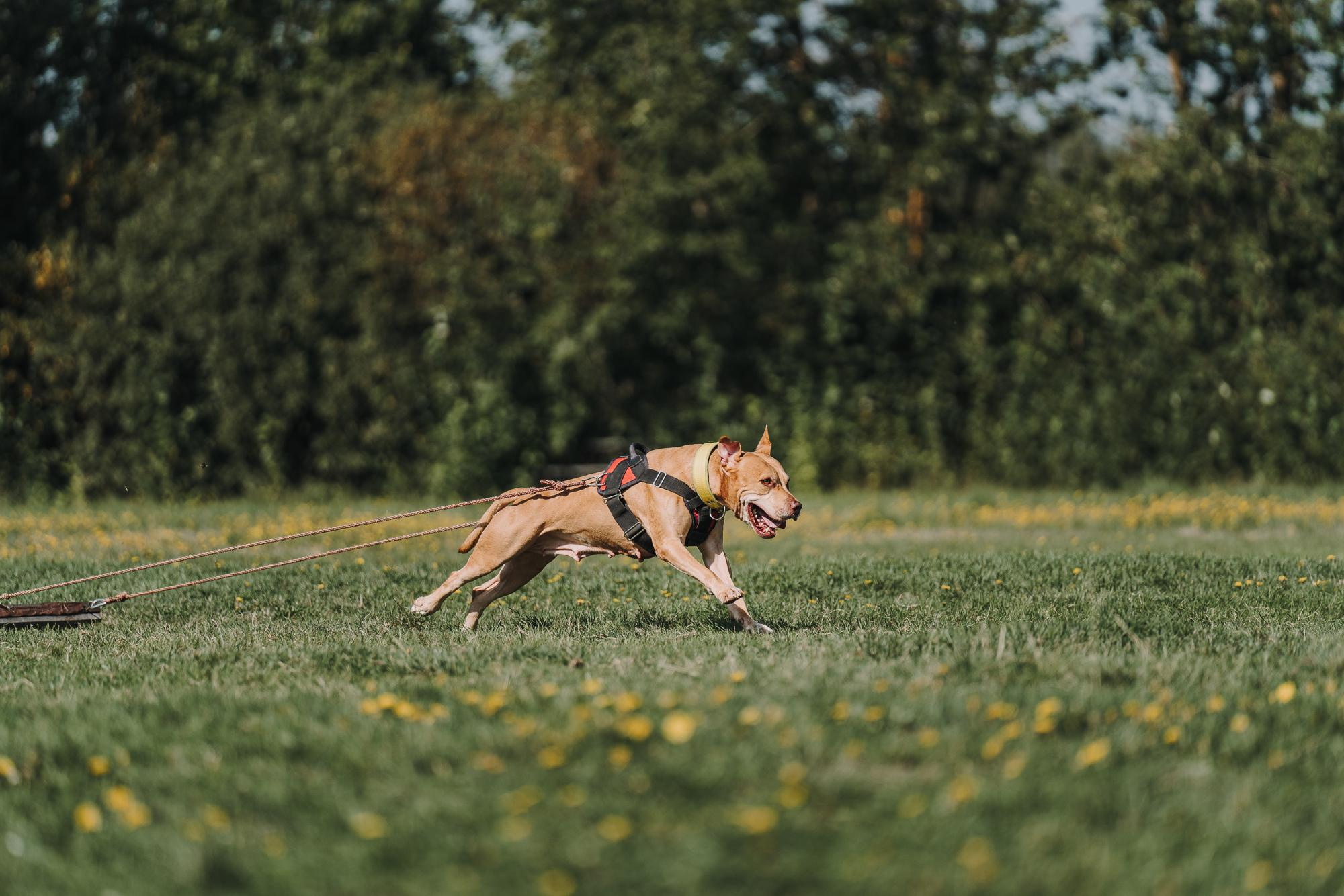 День пита и стаффа. Фотограф анималист Осипчикова Мария