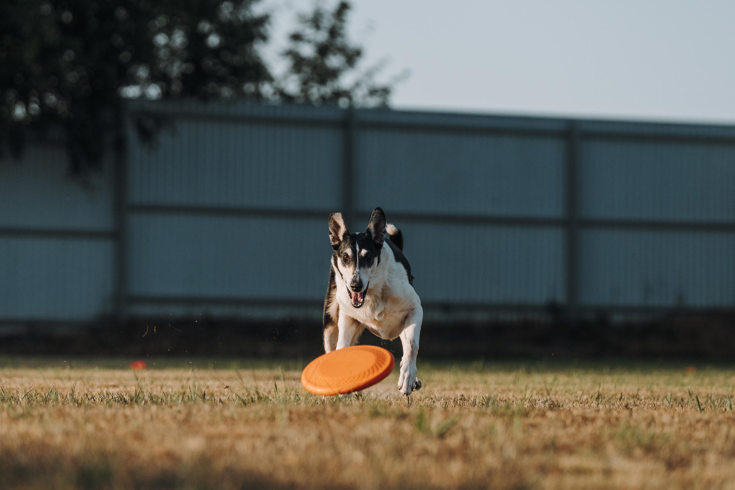 Фрисби игры UpDog. Фотограф анималист Осипчикова Мария