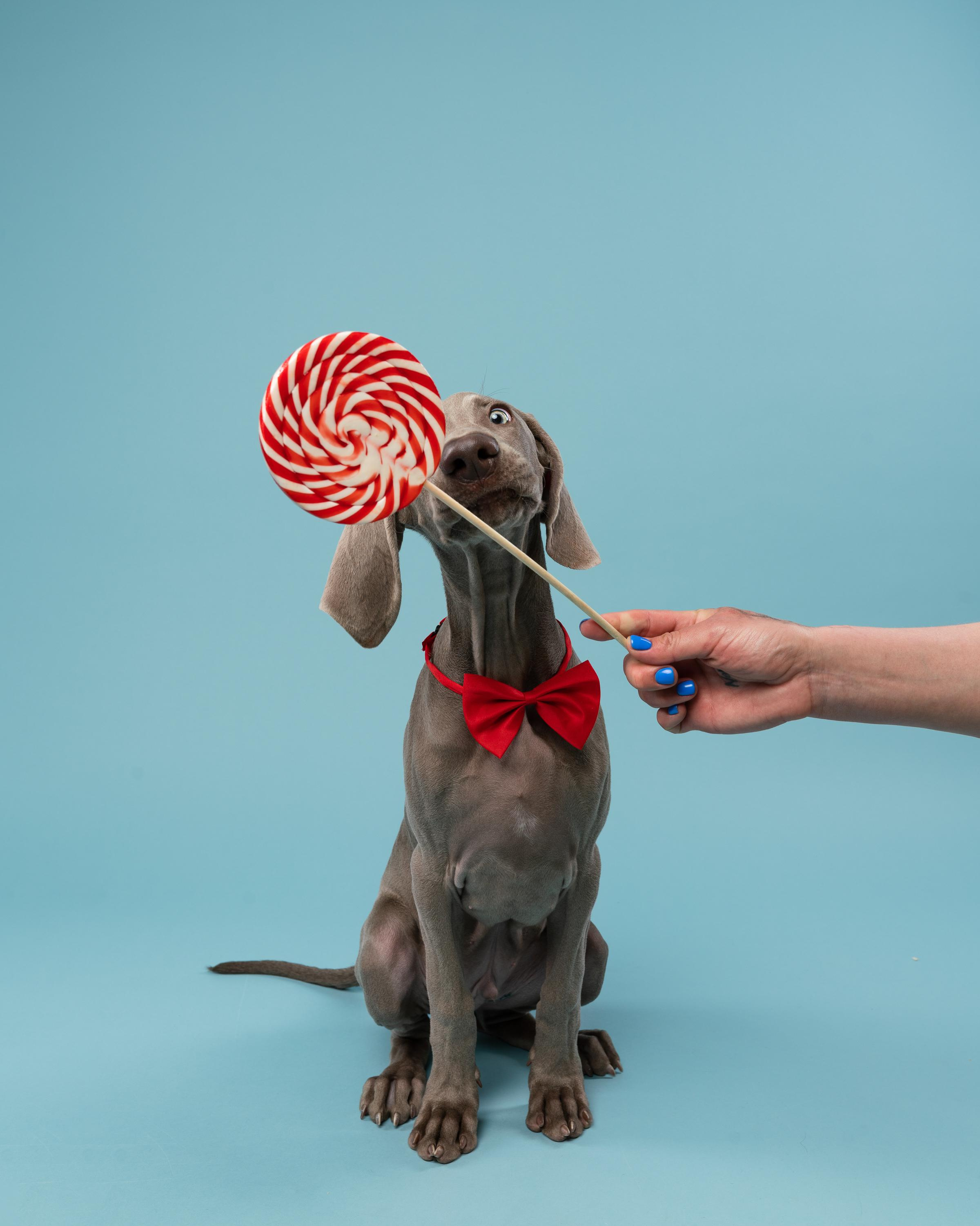 Веймаранер Эспен. Фотограф анималист Осипчикова Мария