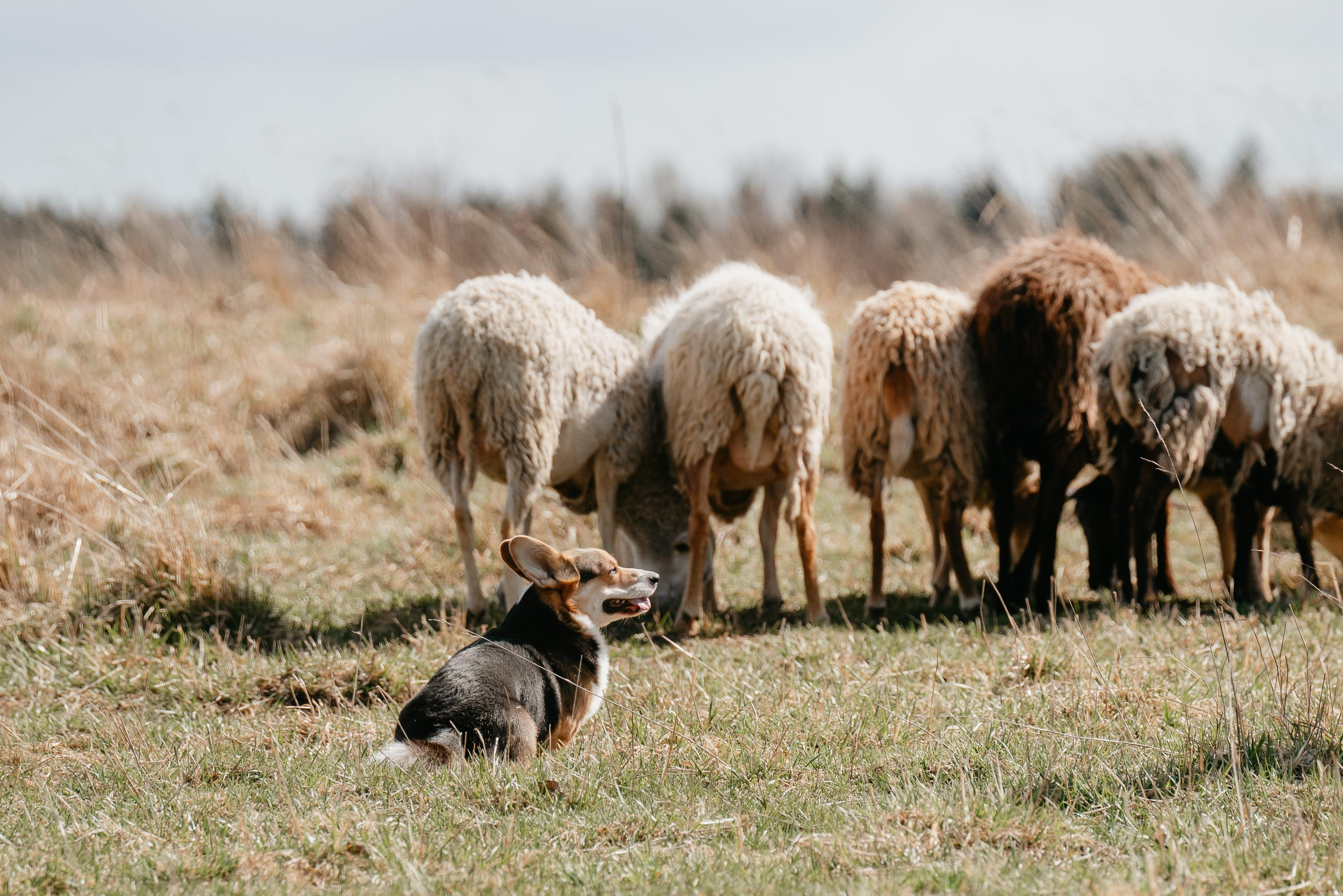 Пастушья служба. Фотограф анималист Осипчикова Мария