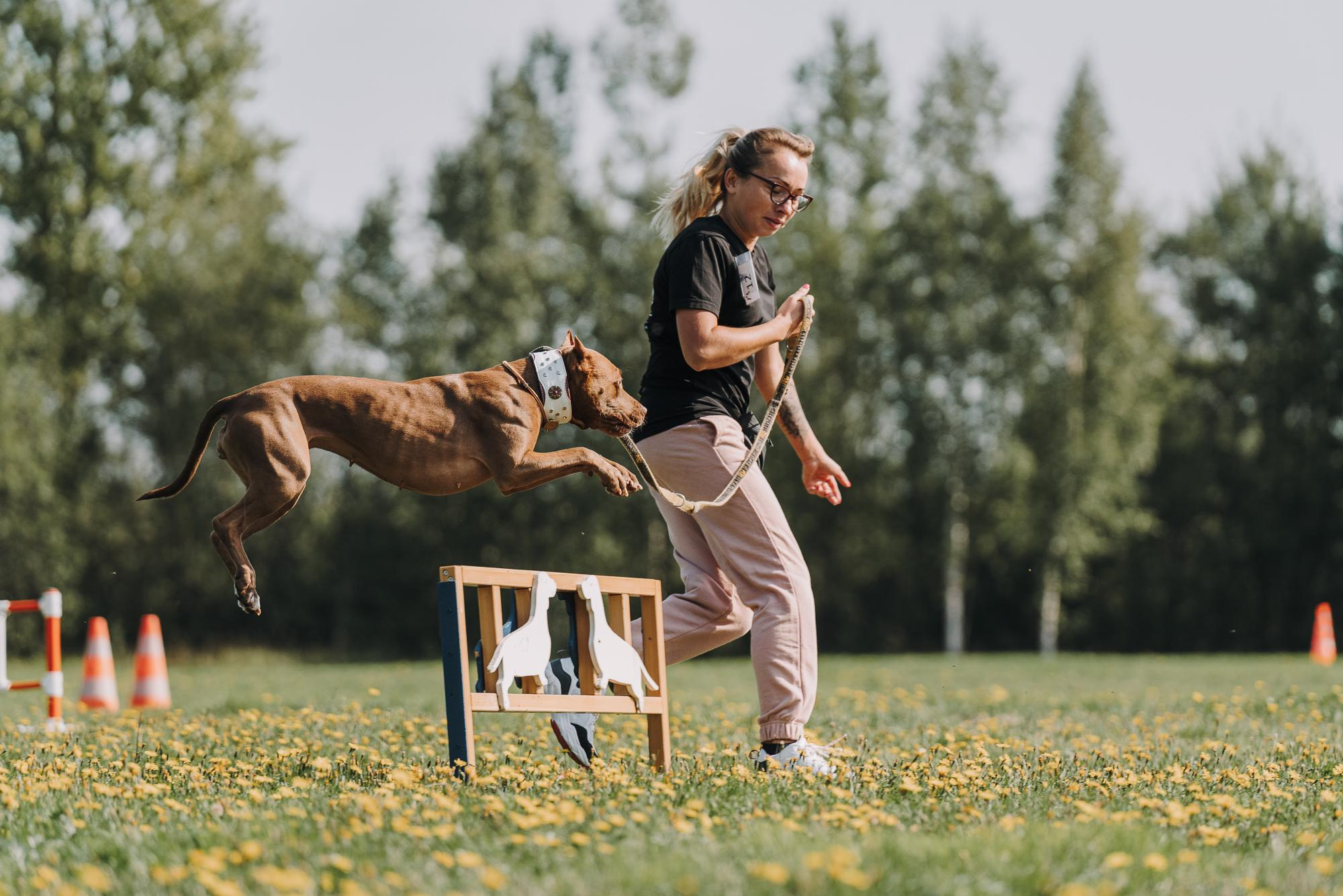 День пита и стаффа. Фотограф анималист Осипчикова Мария