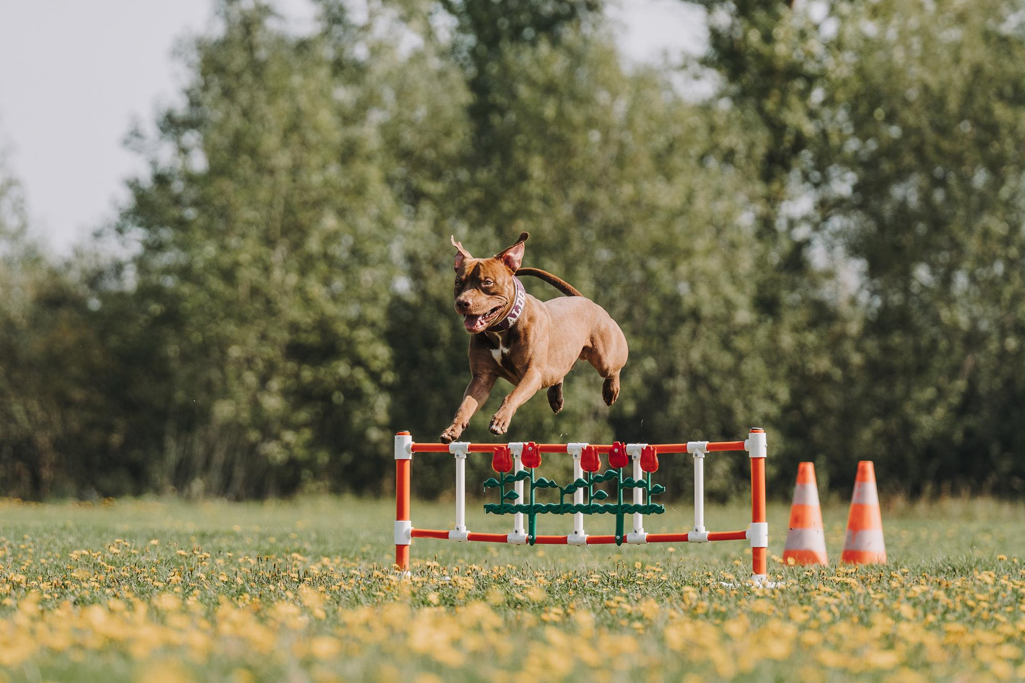 День пита и стаффа. Фотограф анималист Осипчикова Мария