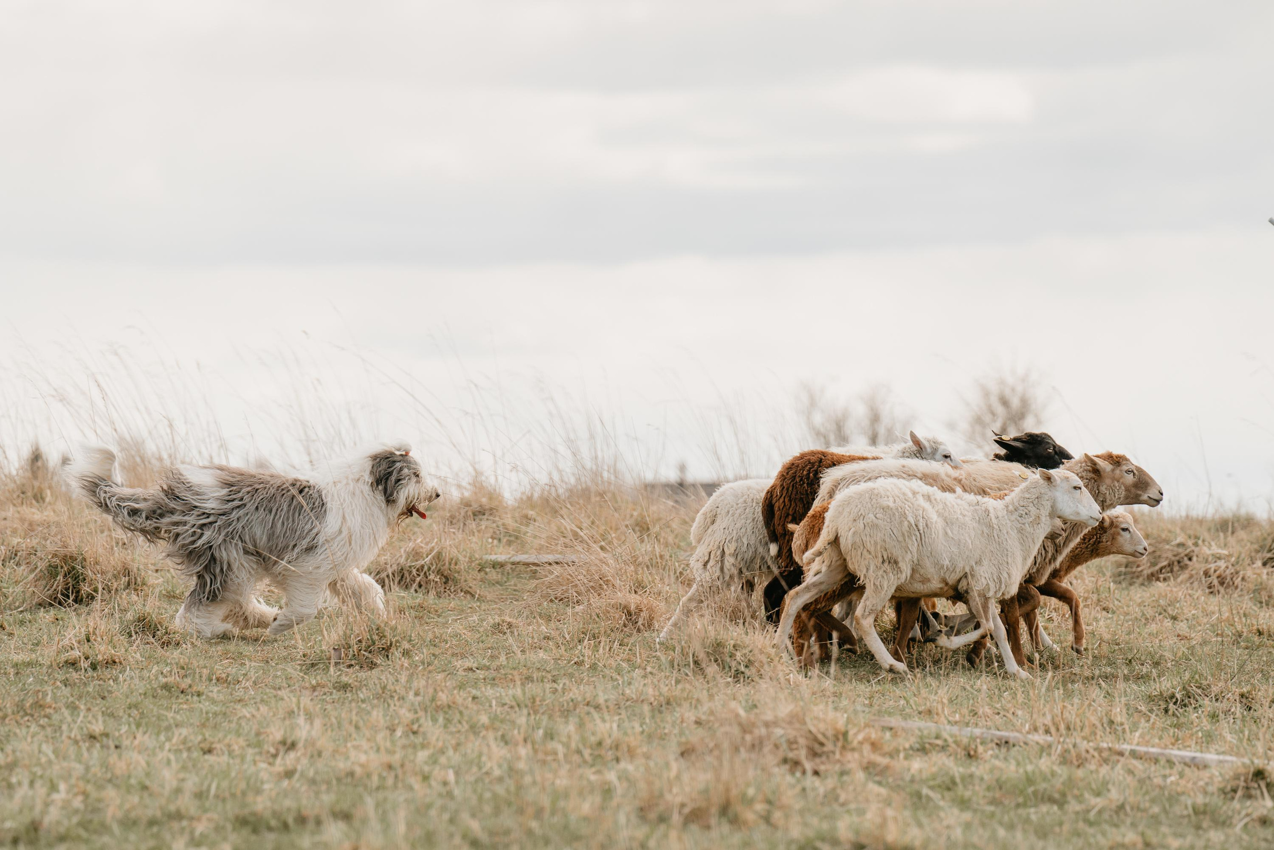Пастушья служба. Фотограф анималист Осипчикова Мария